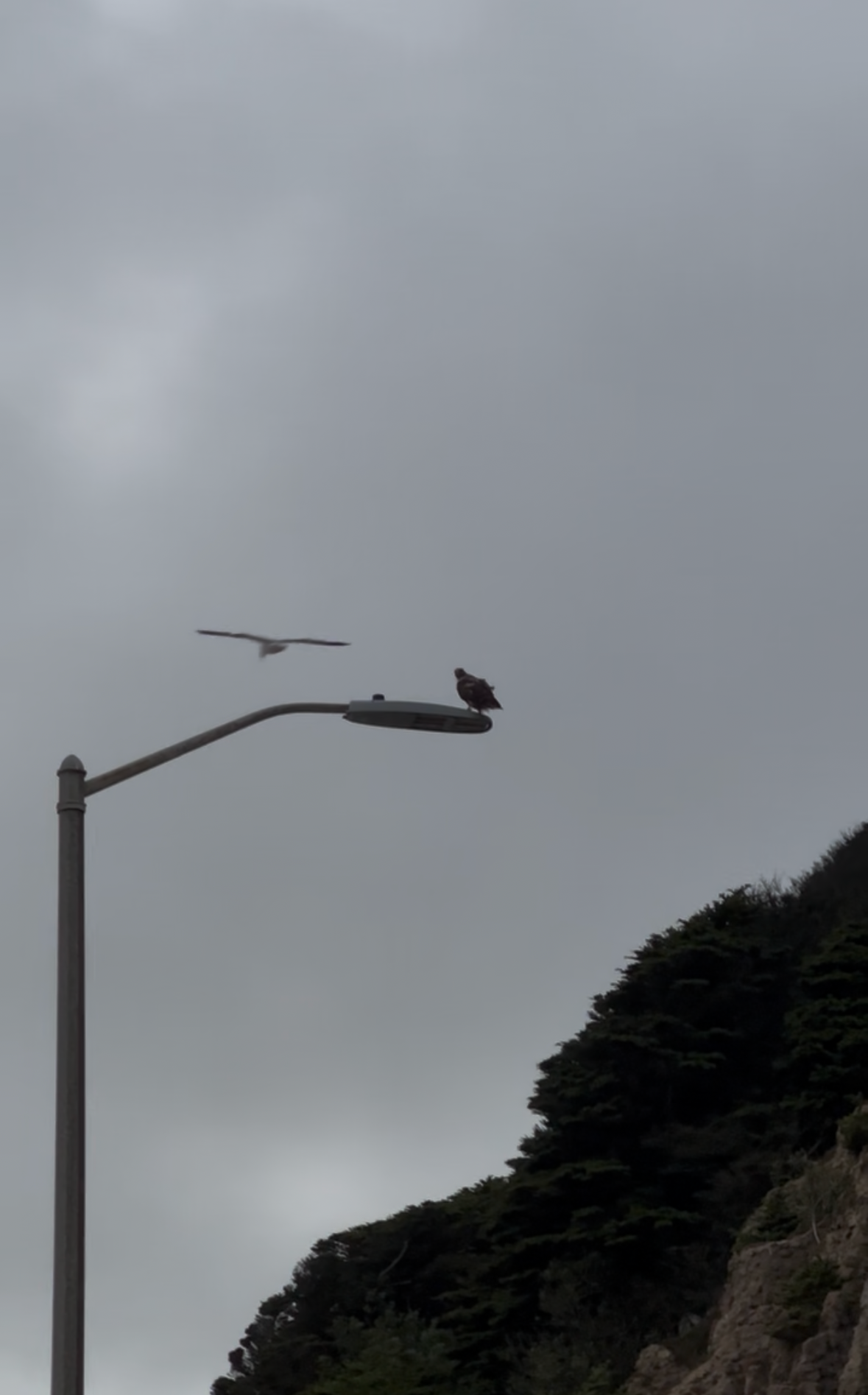 hawk mobbed