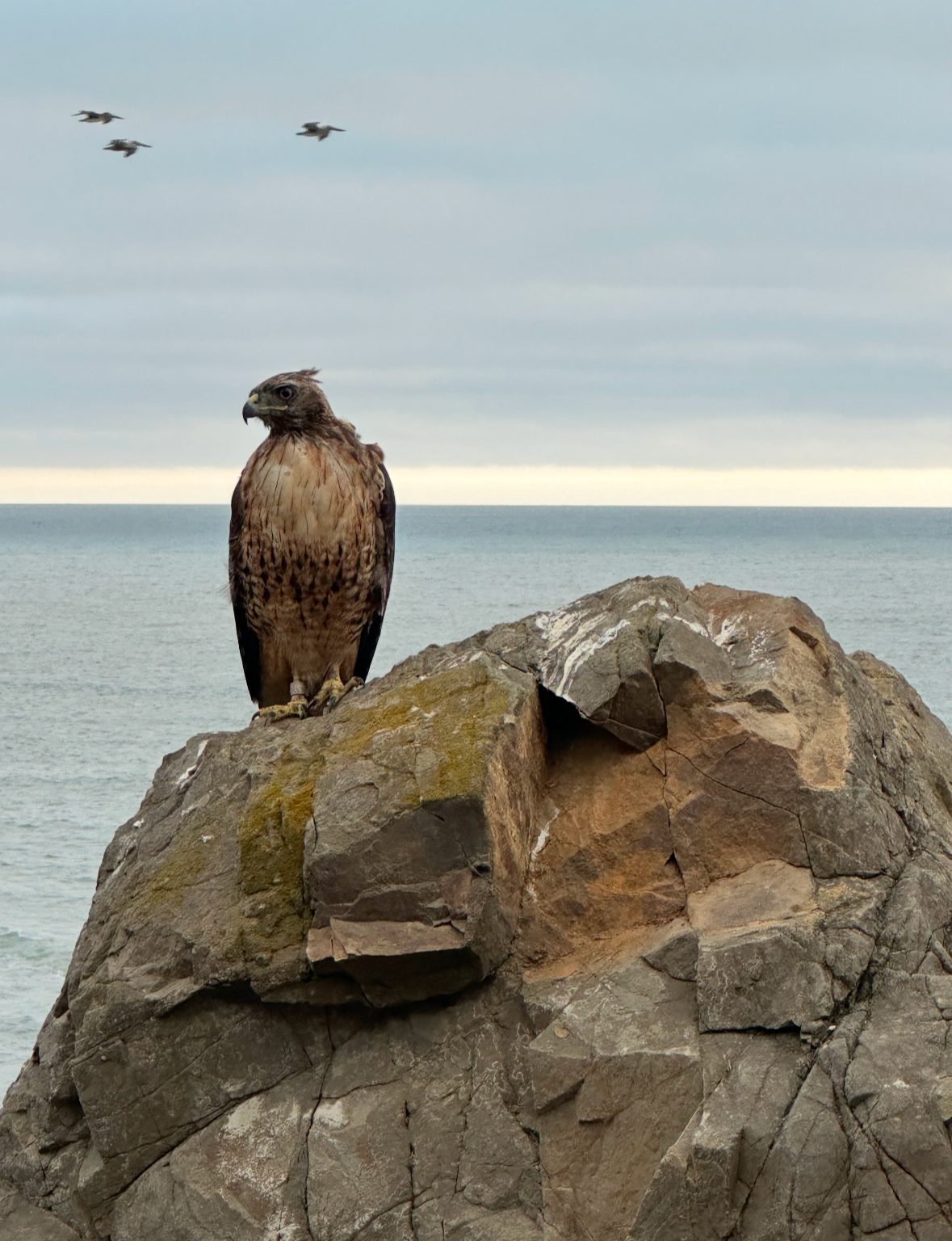 red-tailed hawk