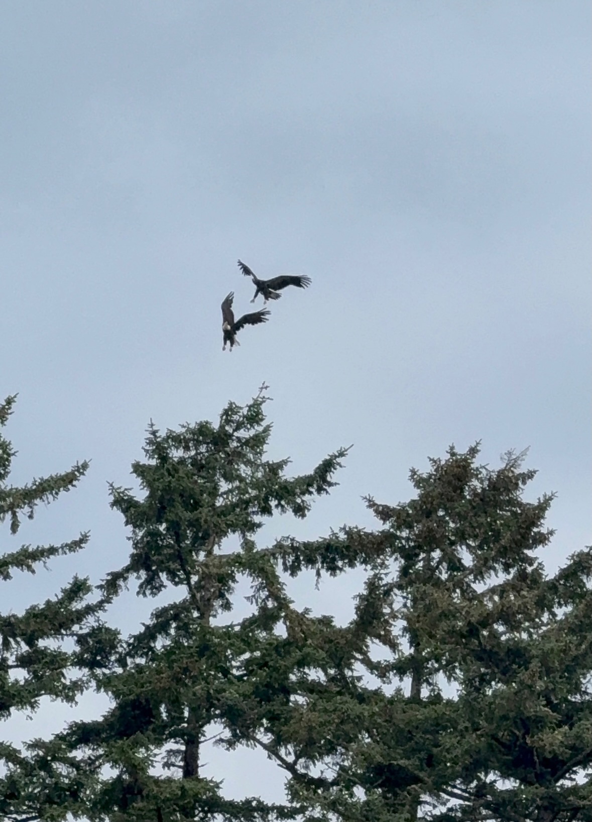 bald eagles