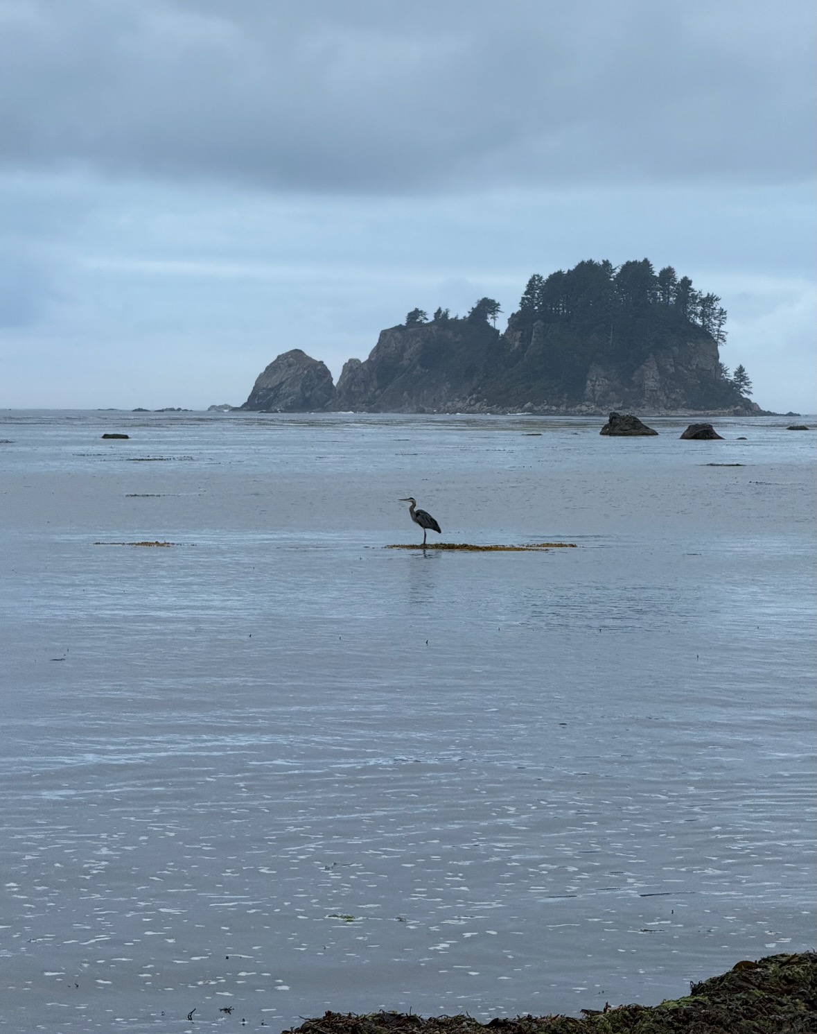 great blue heron