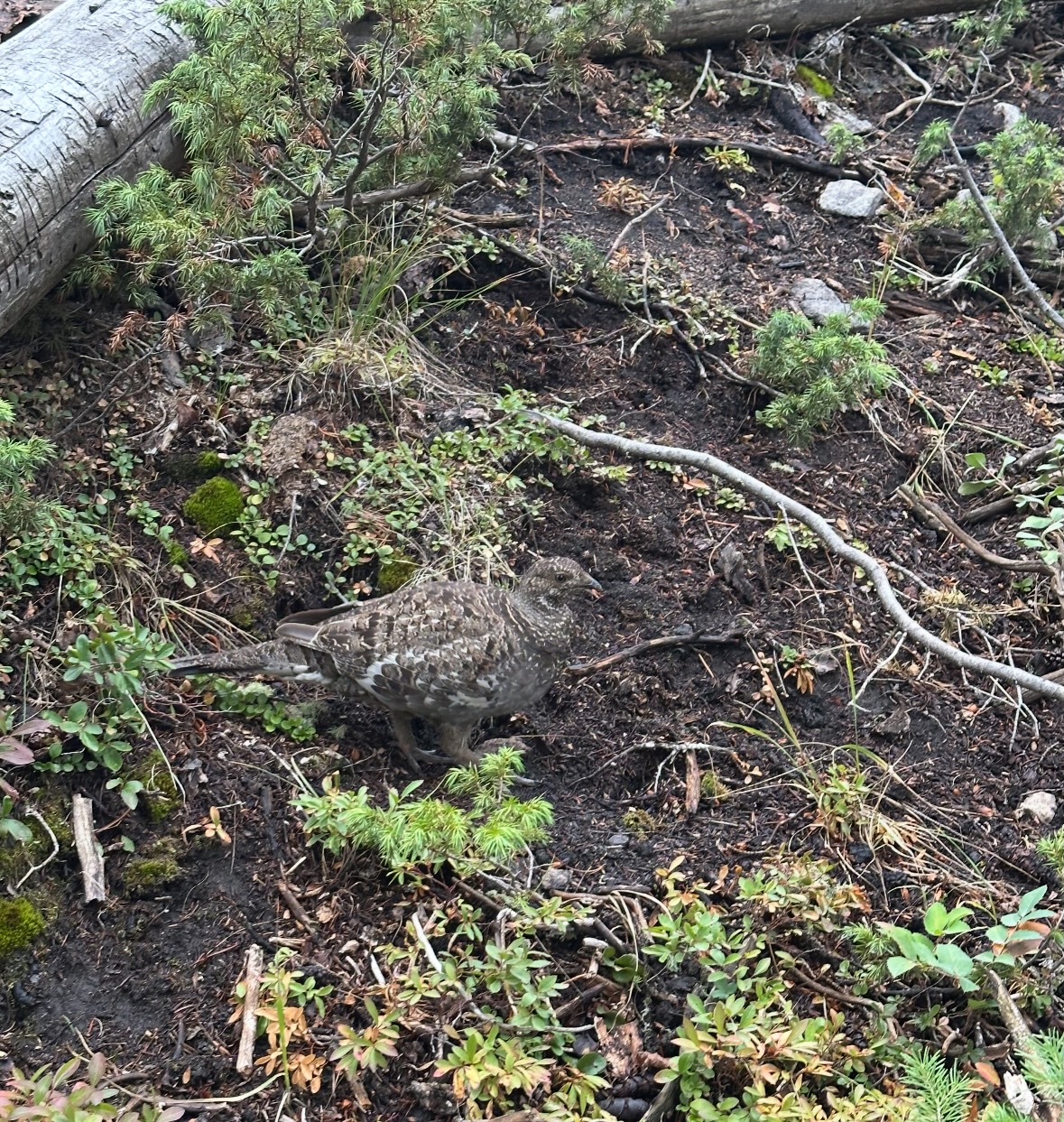 grouse