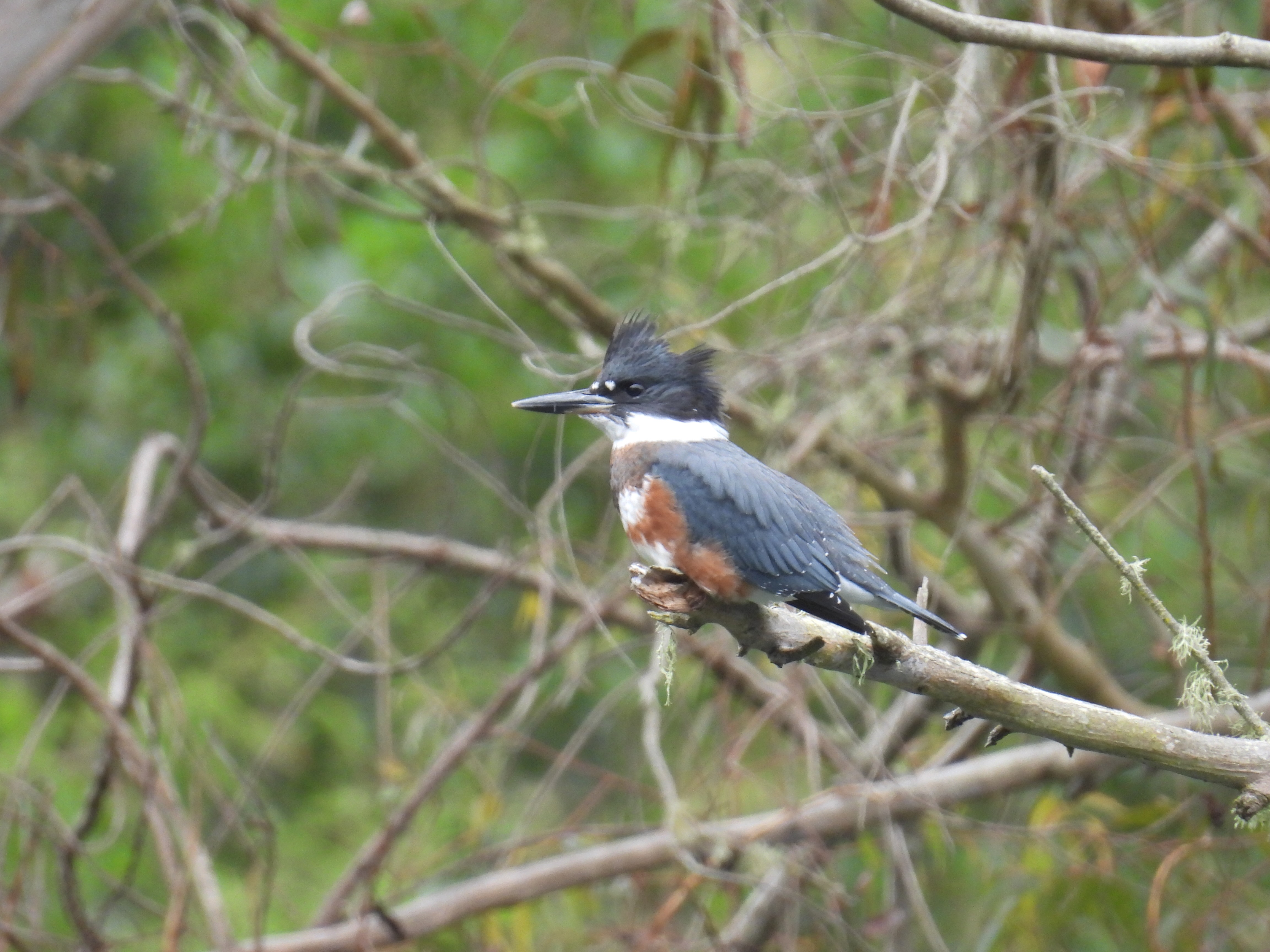 kingfisher