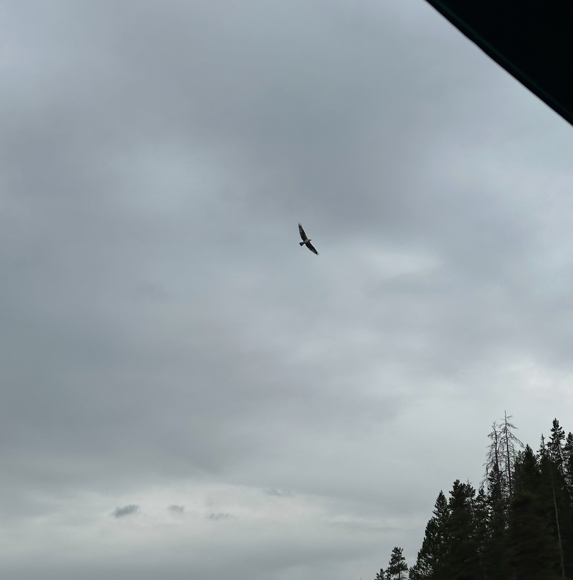 osprey