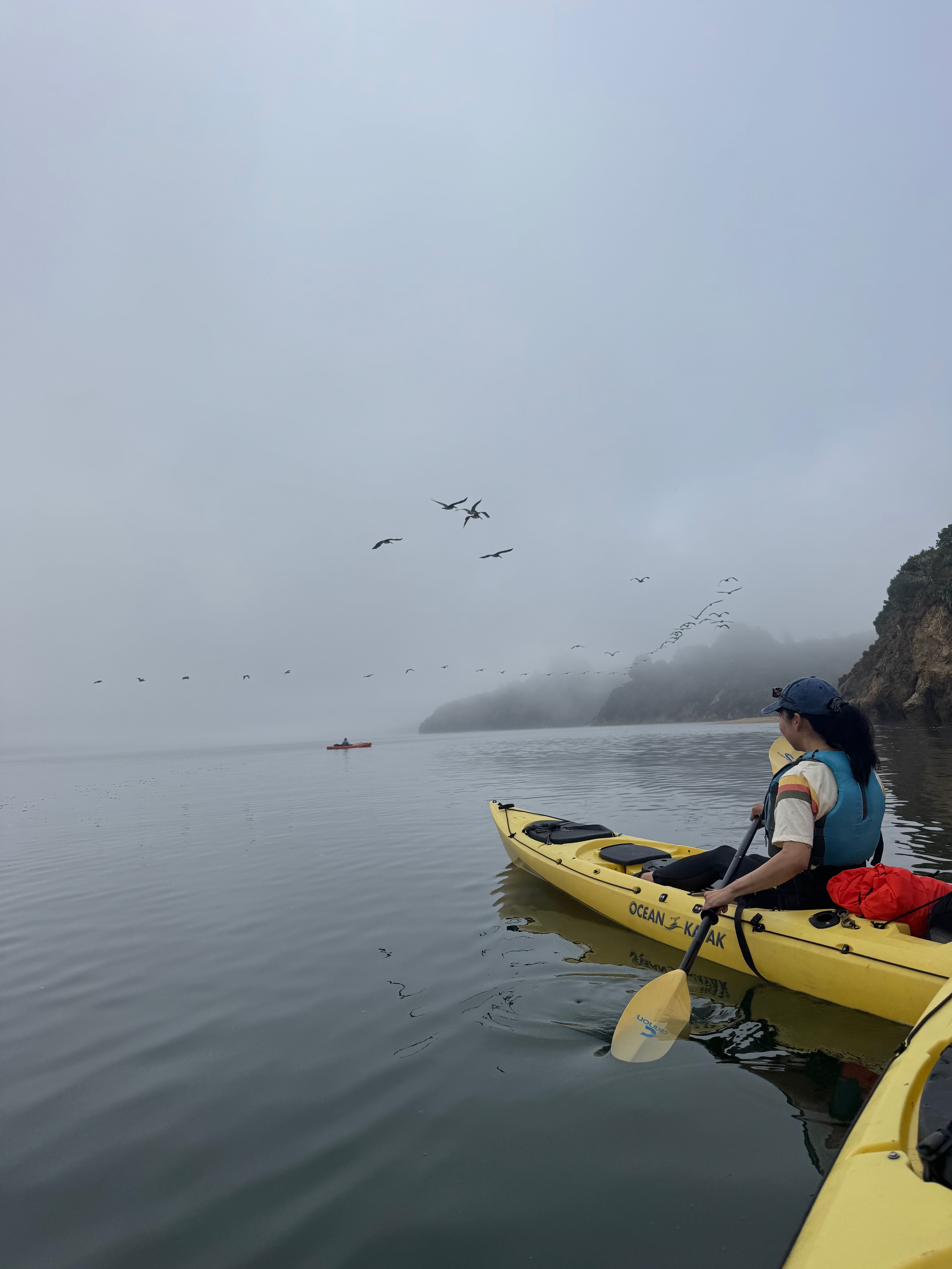 brown pelicans