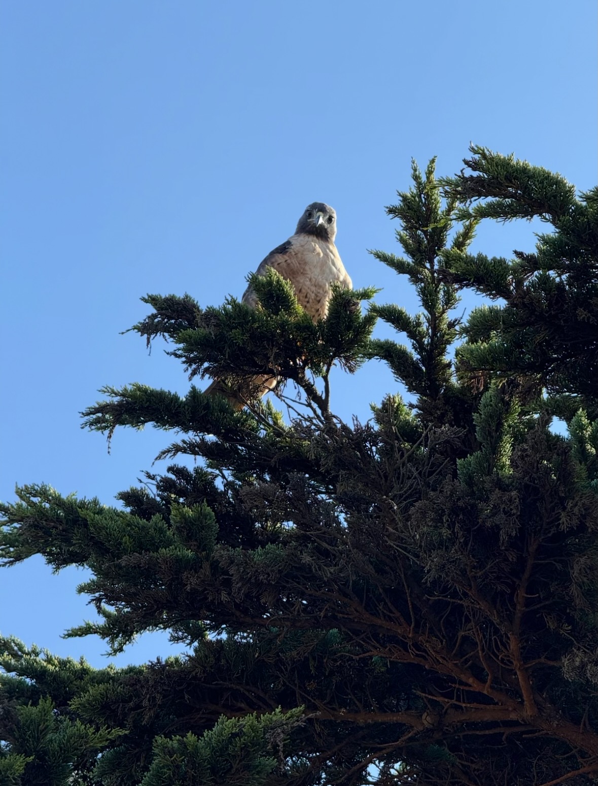 red-tailed hawk