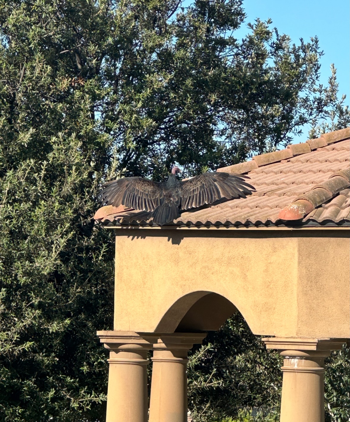 vulture
