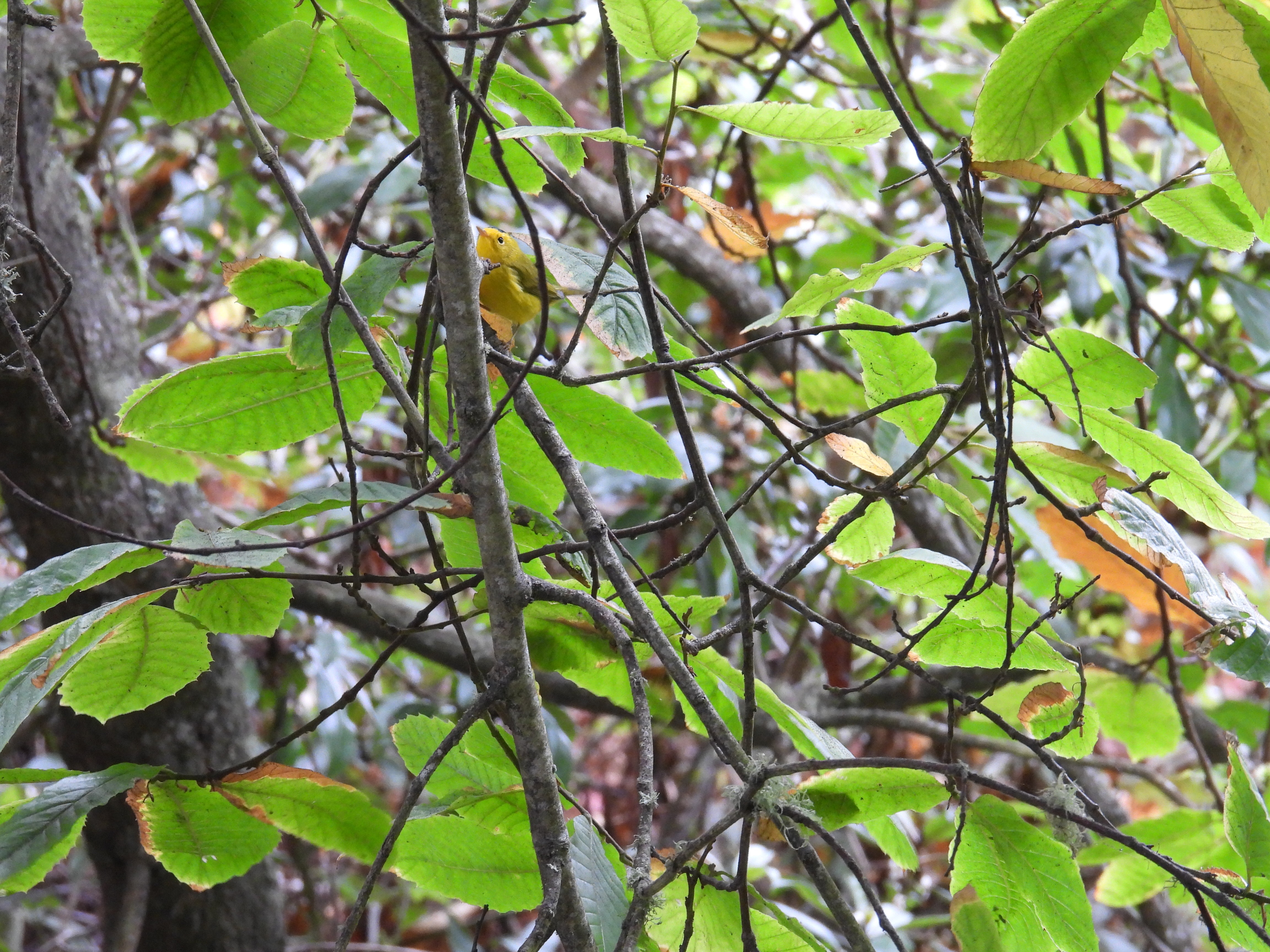 wilsons warbler