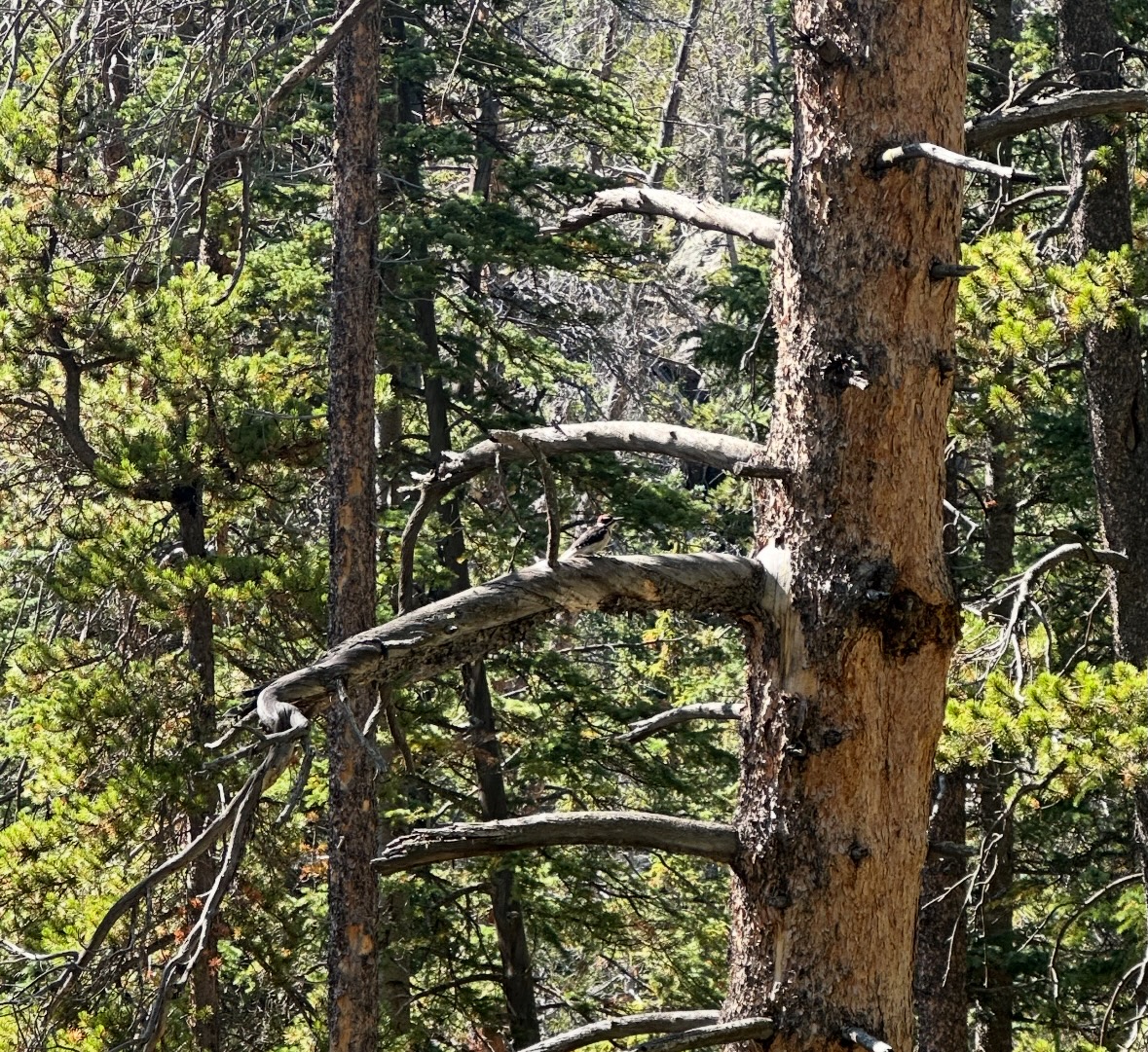 woodpecker