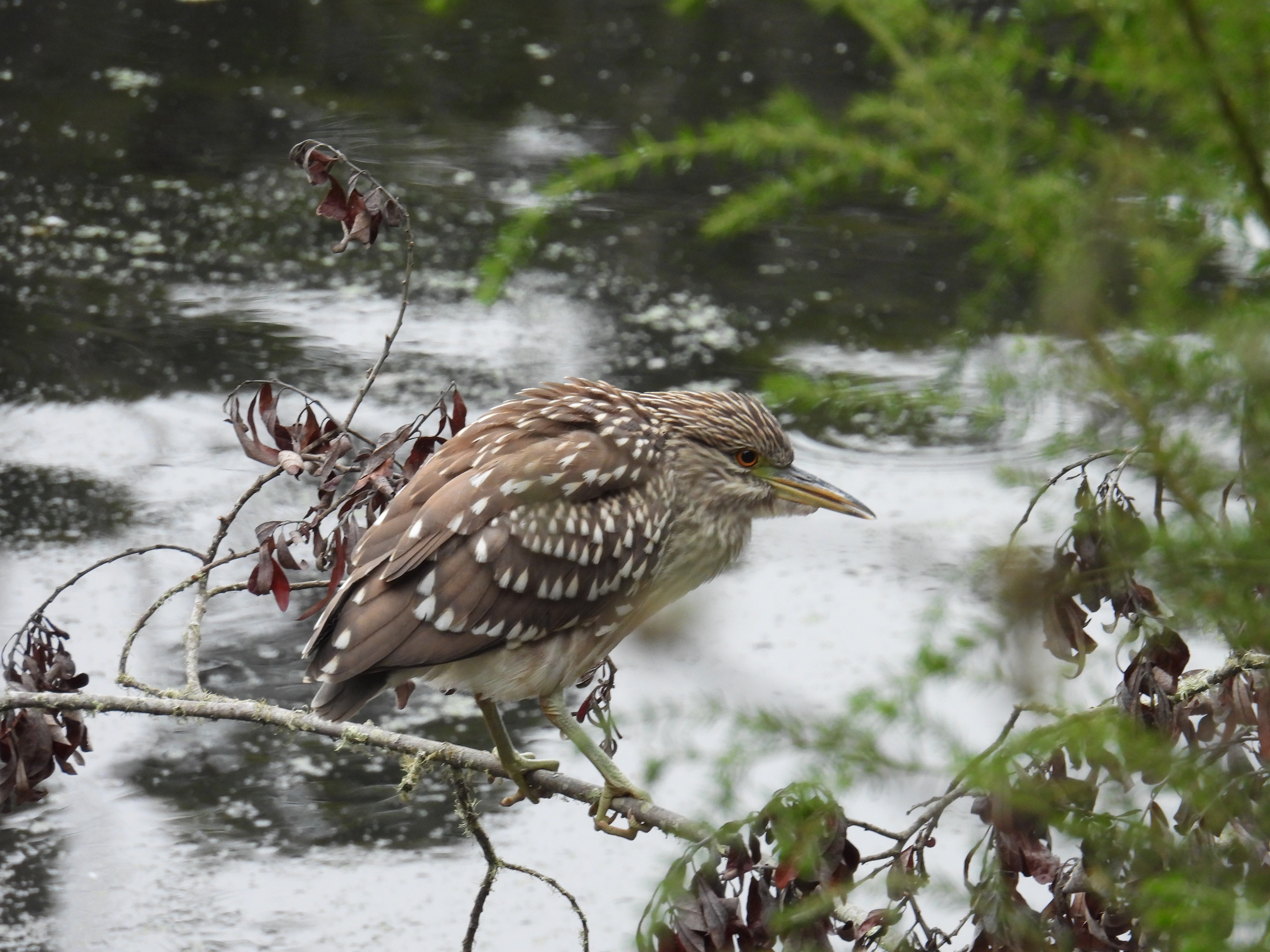 black-crowned night heron