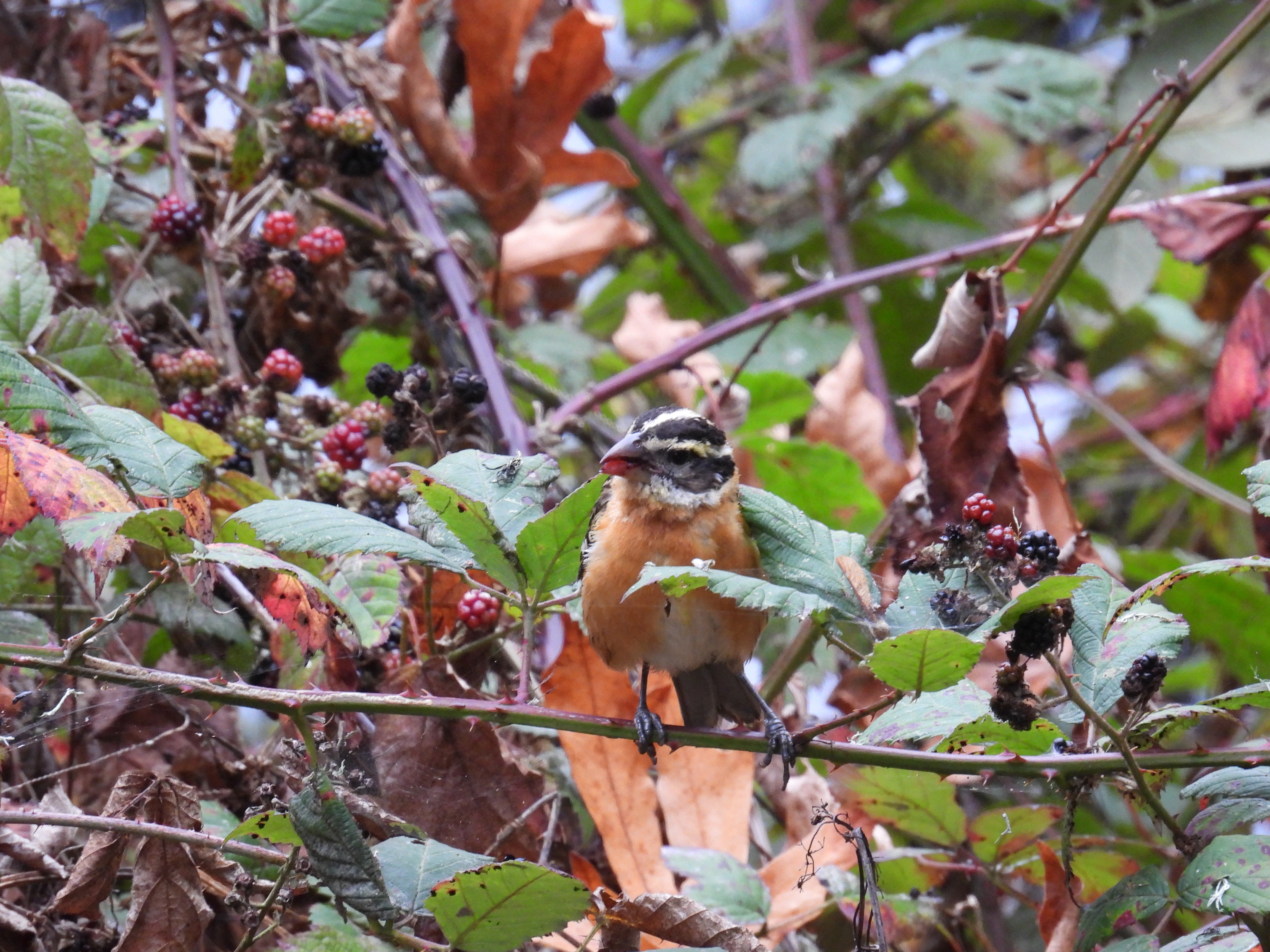black-headed grosbeak