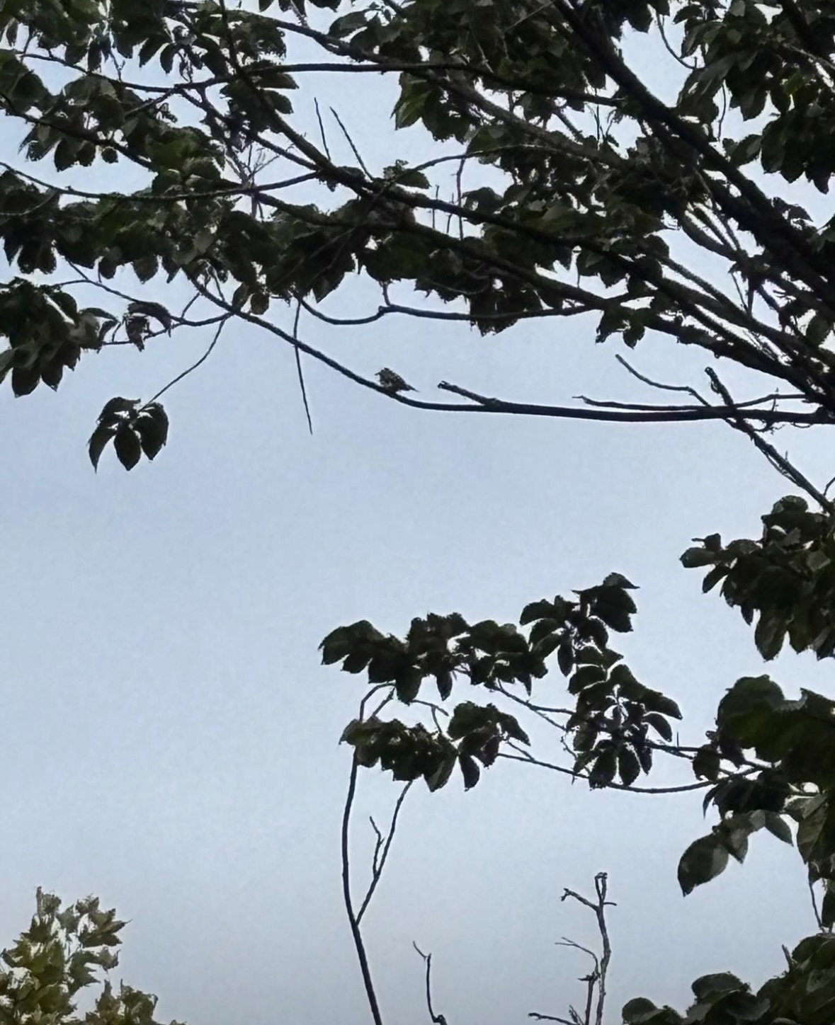black_white_warbler