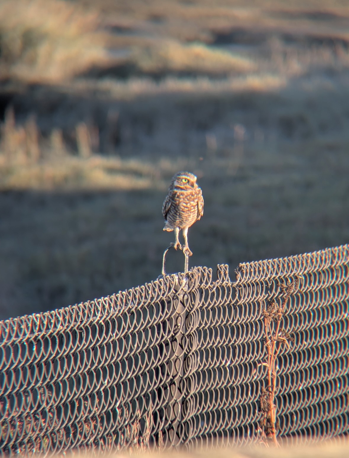 burrowing owl