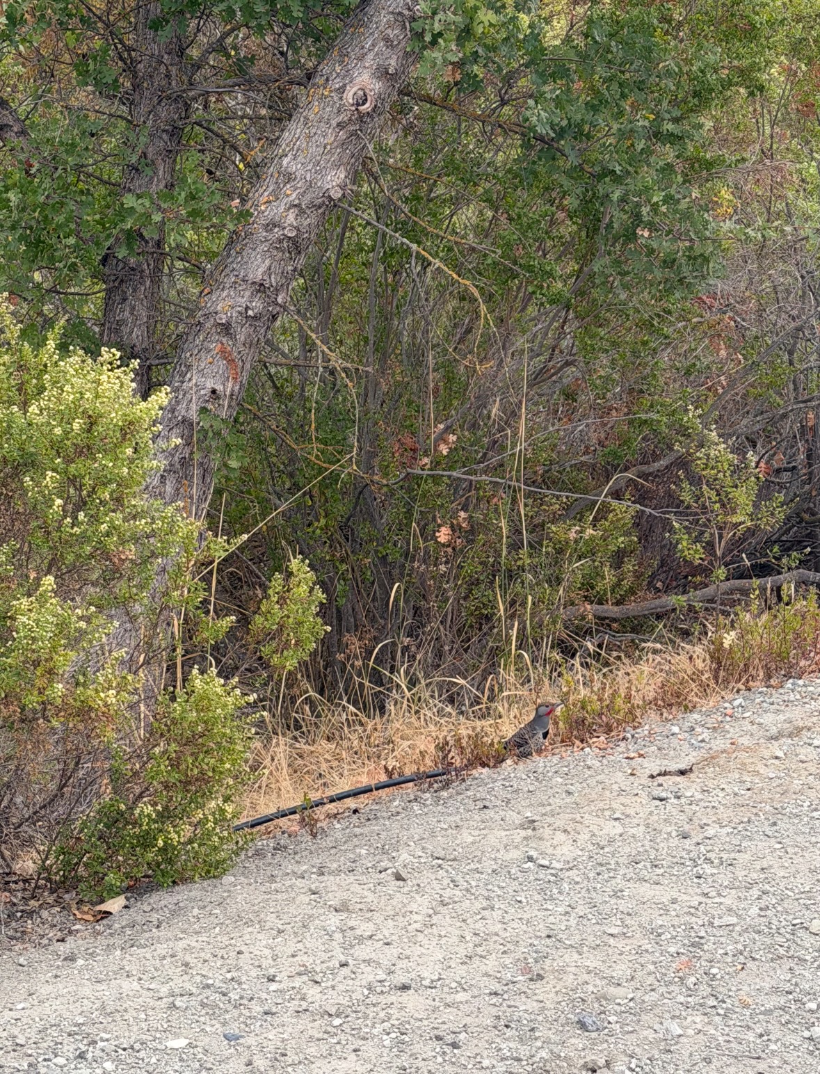 northern flicker