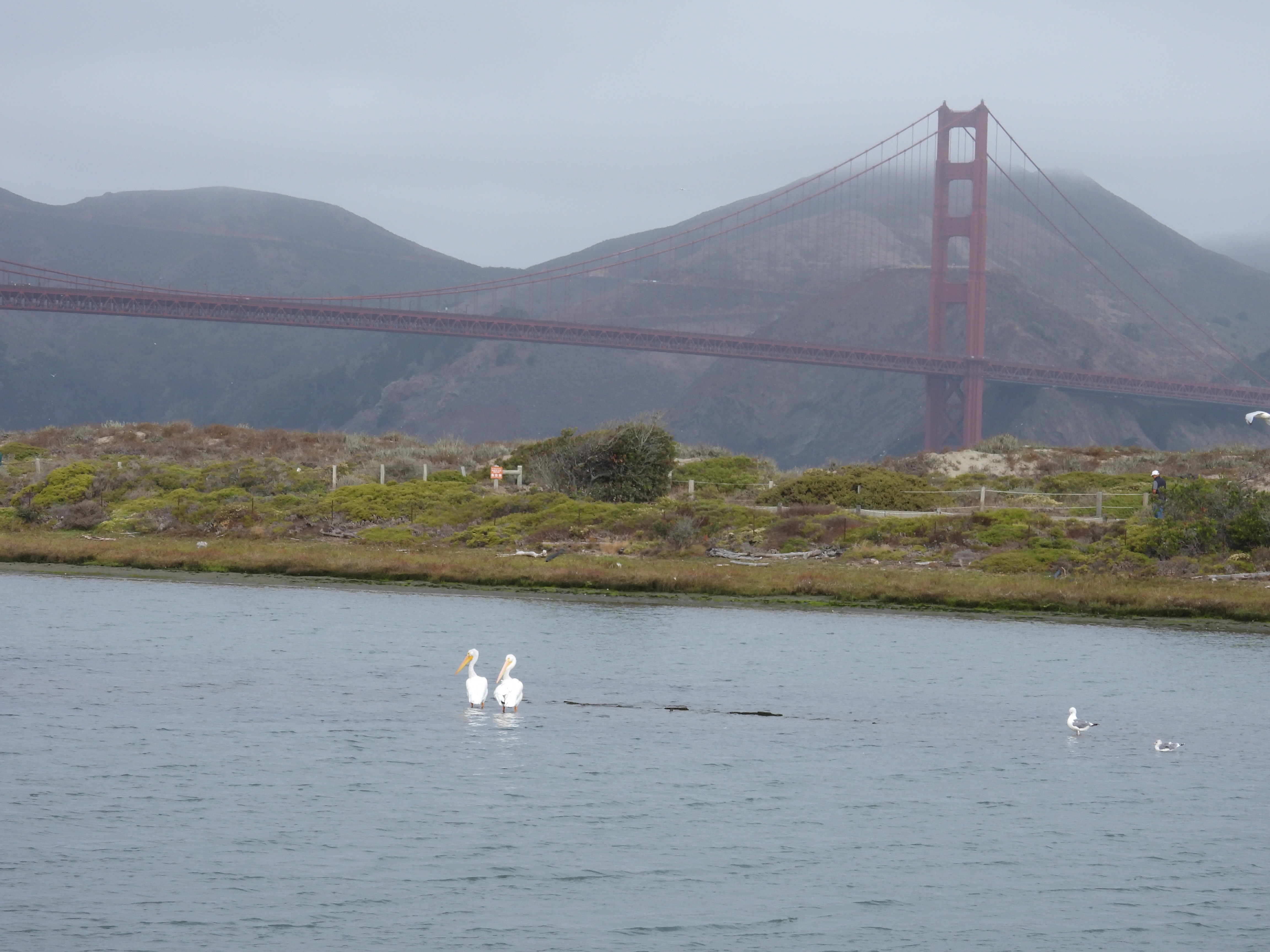 golden gate bridge