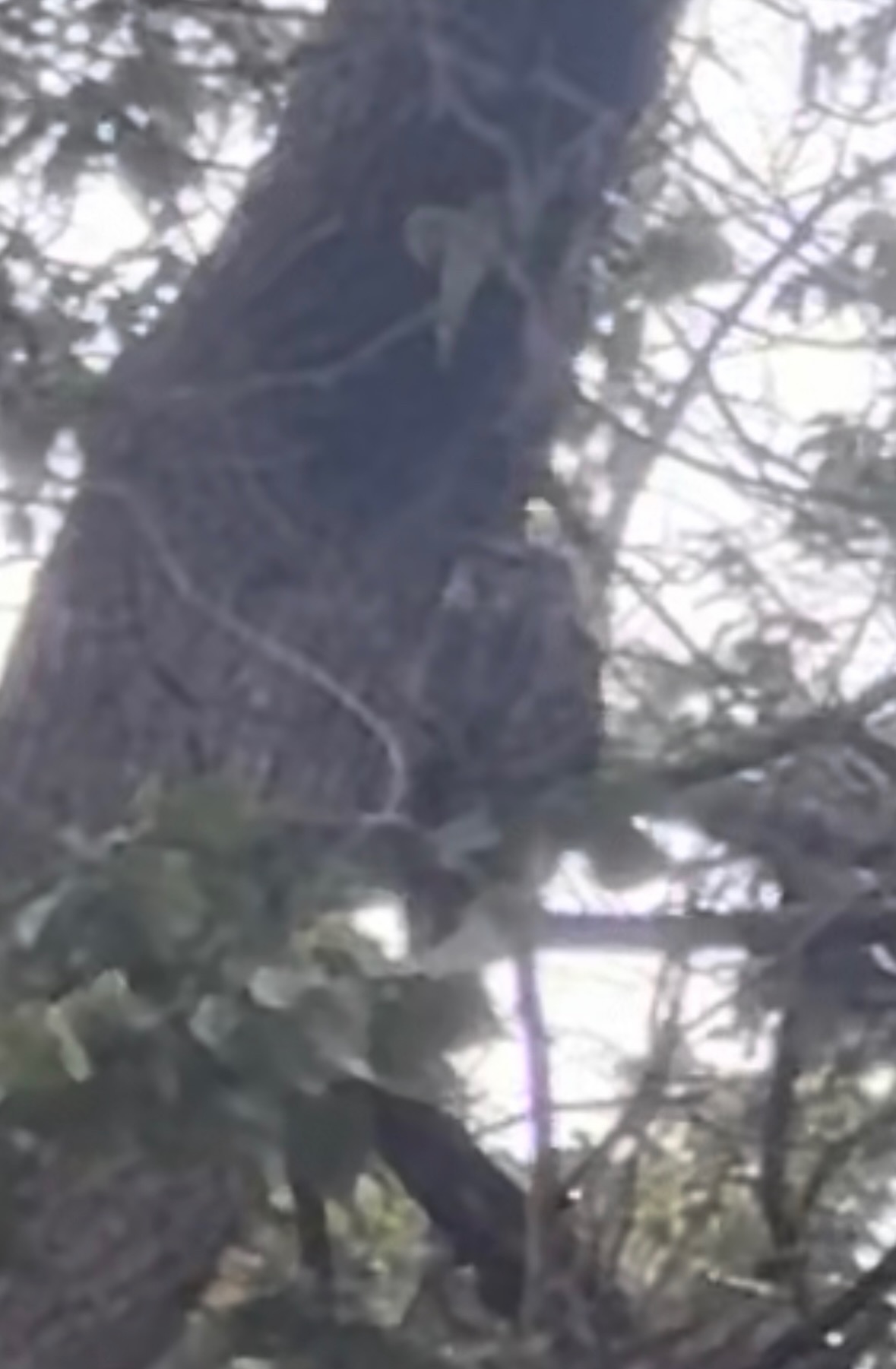 great horned owl