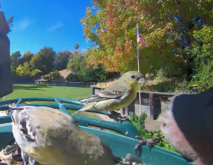 lesser goldfinches