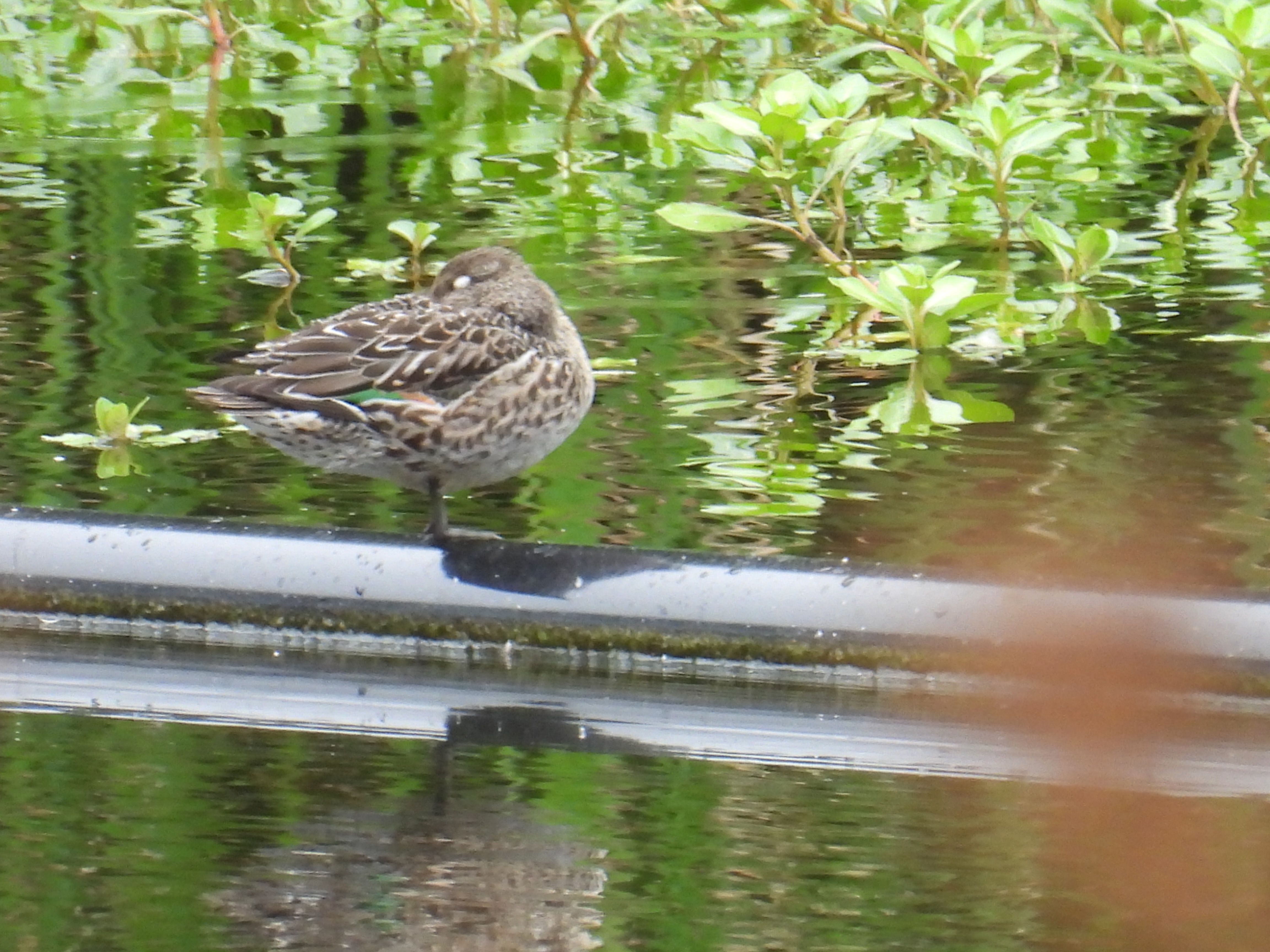 green-winged teal