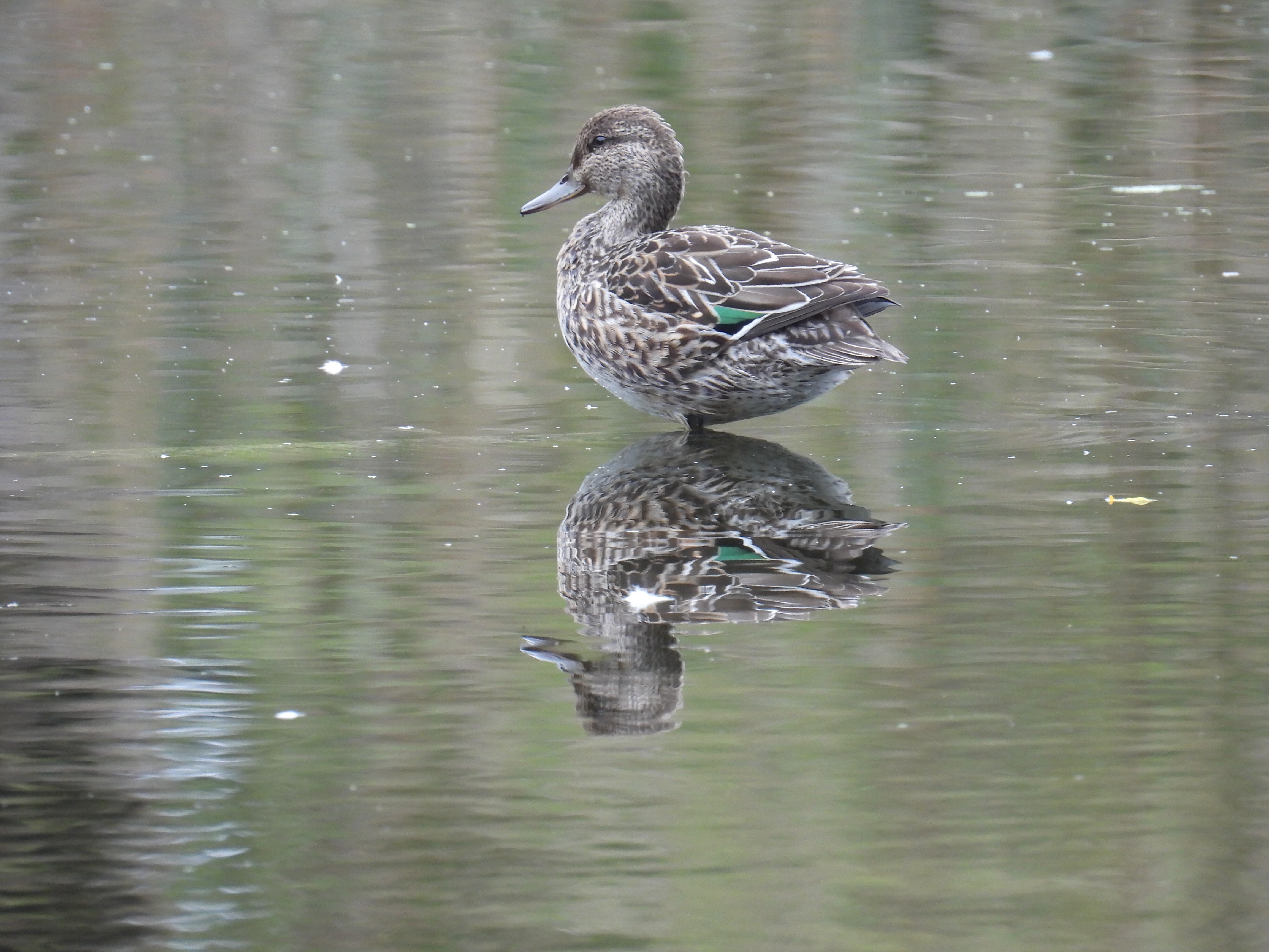 green-winged teal