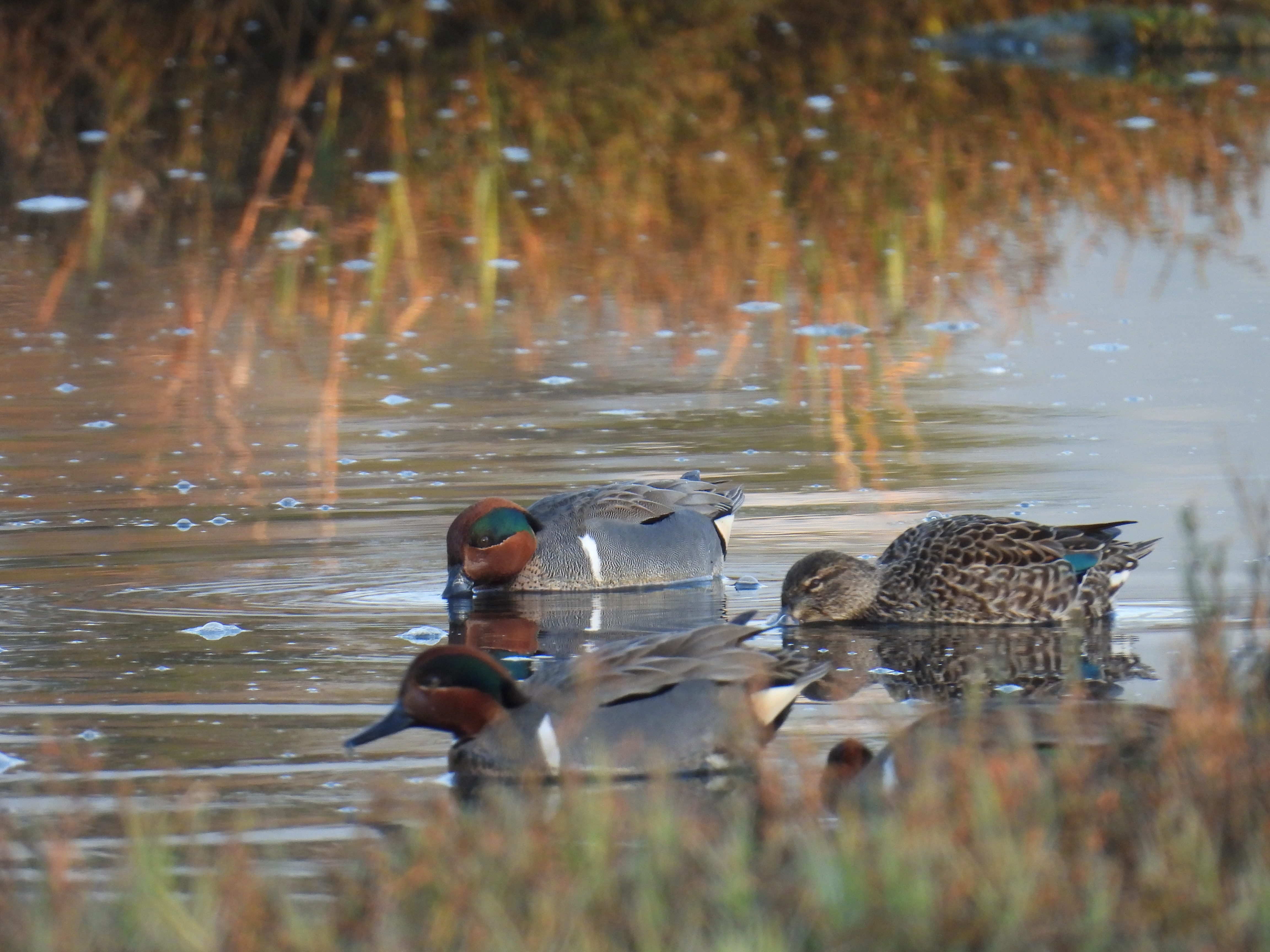 green-winged teal