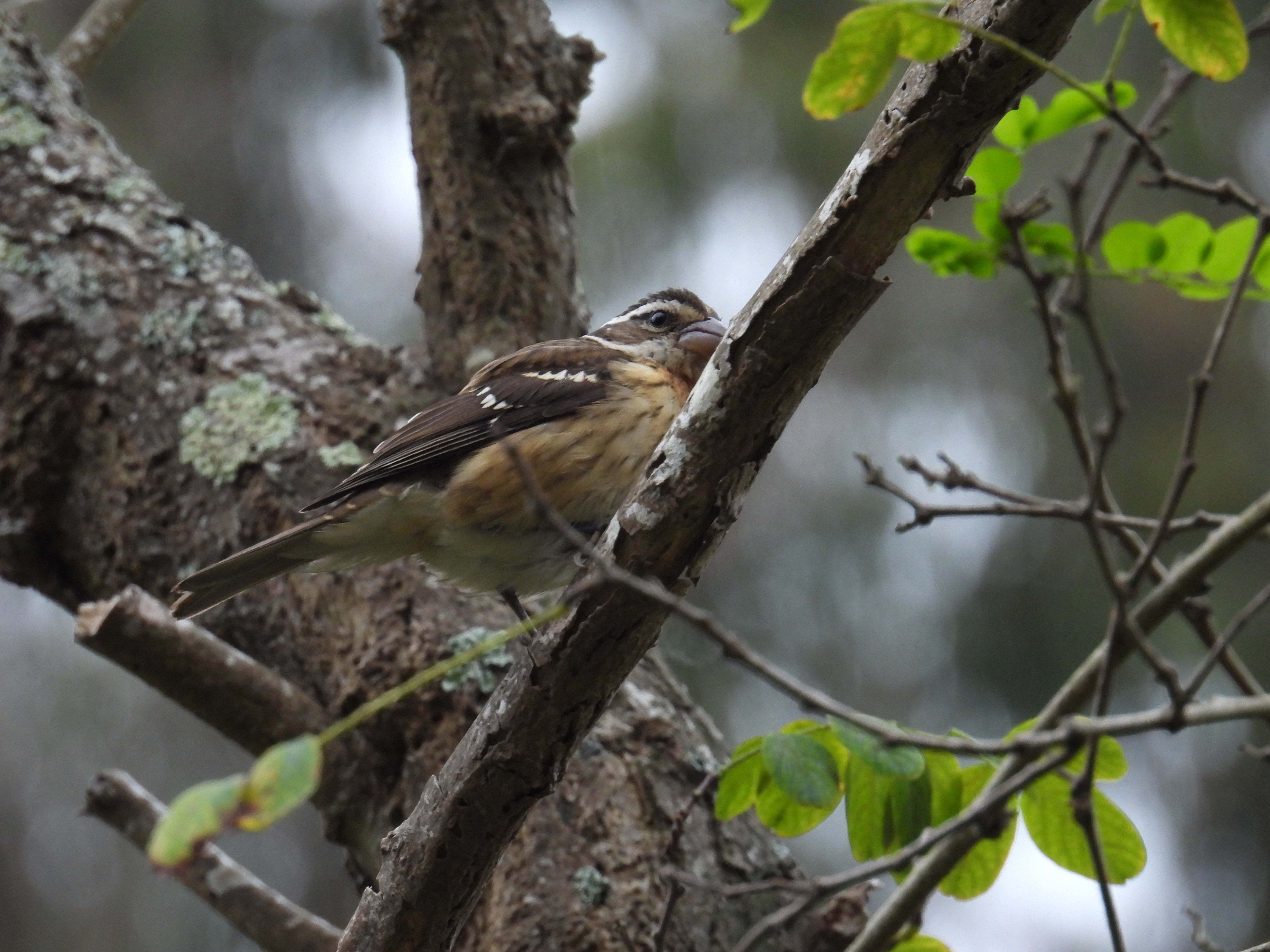 grosbeak