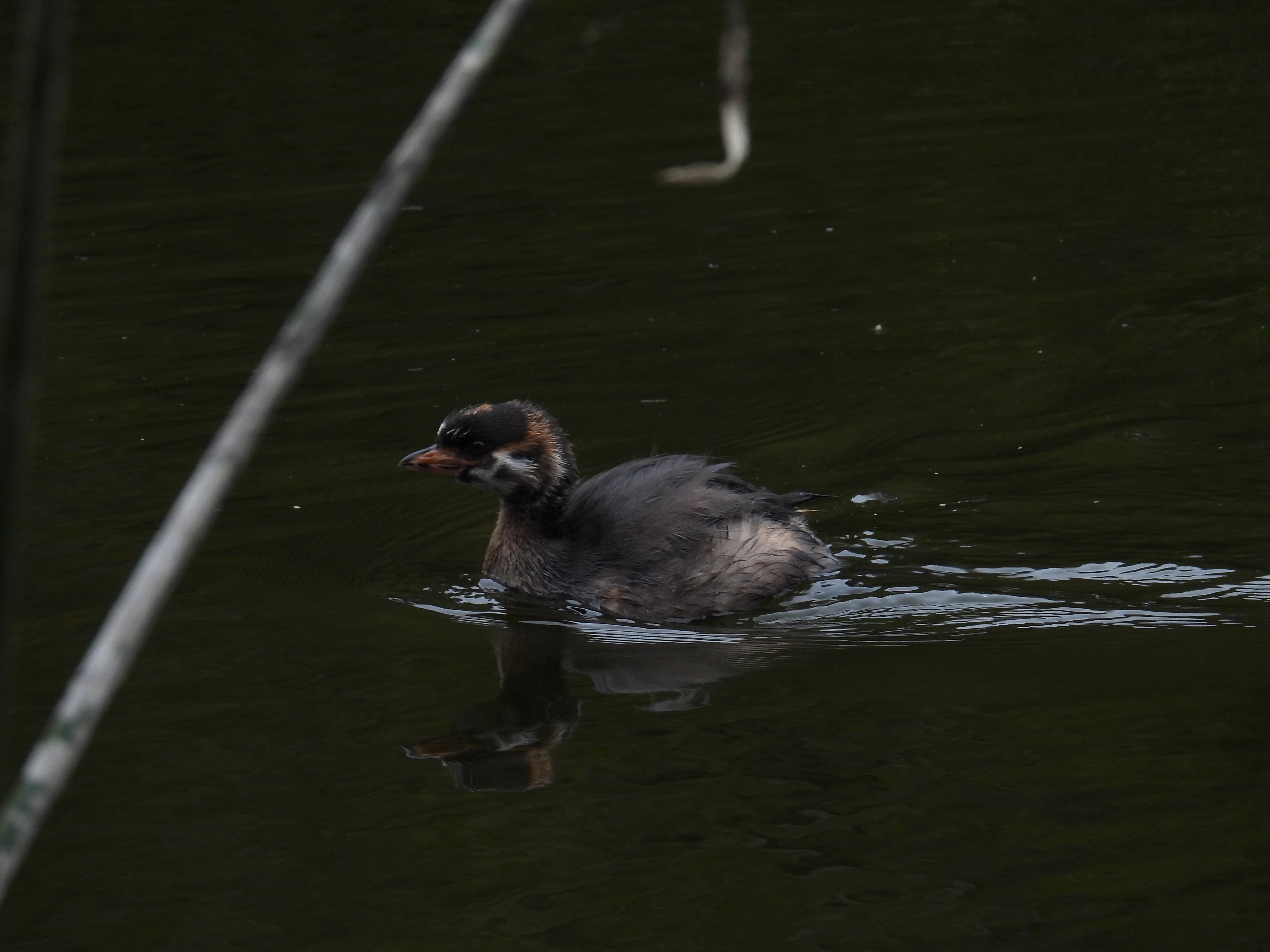 juvenile pied-billed grebe