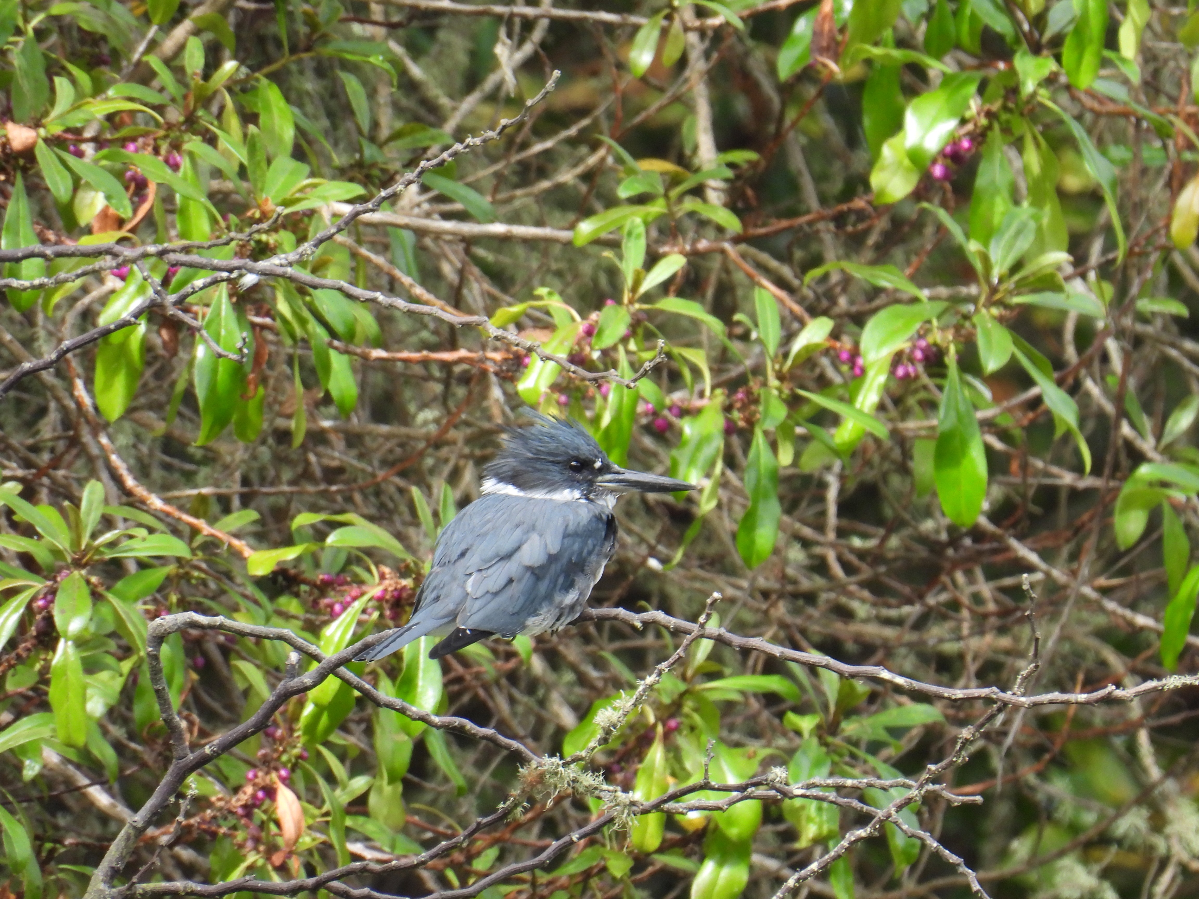 belted kingfisher