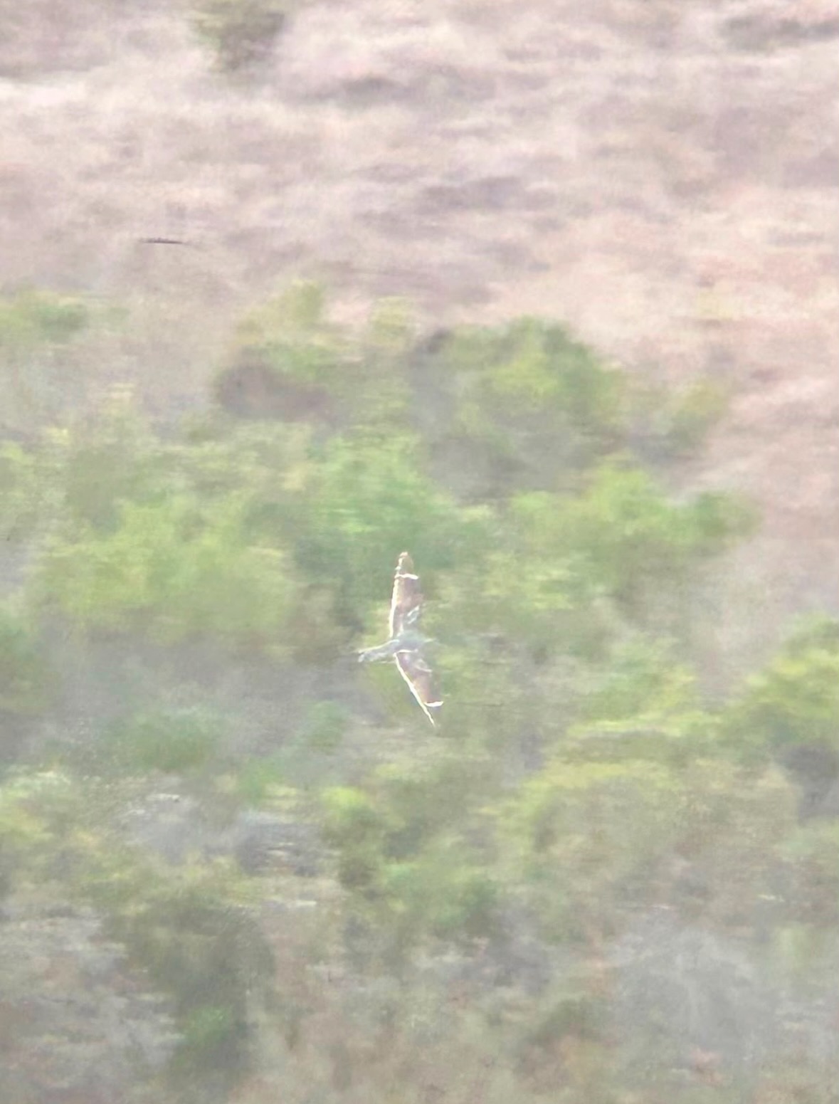 lesser nighthawk