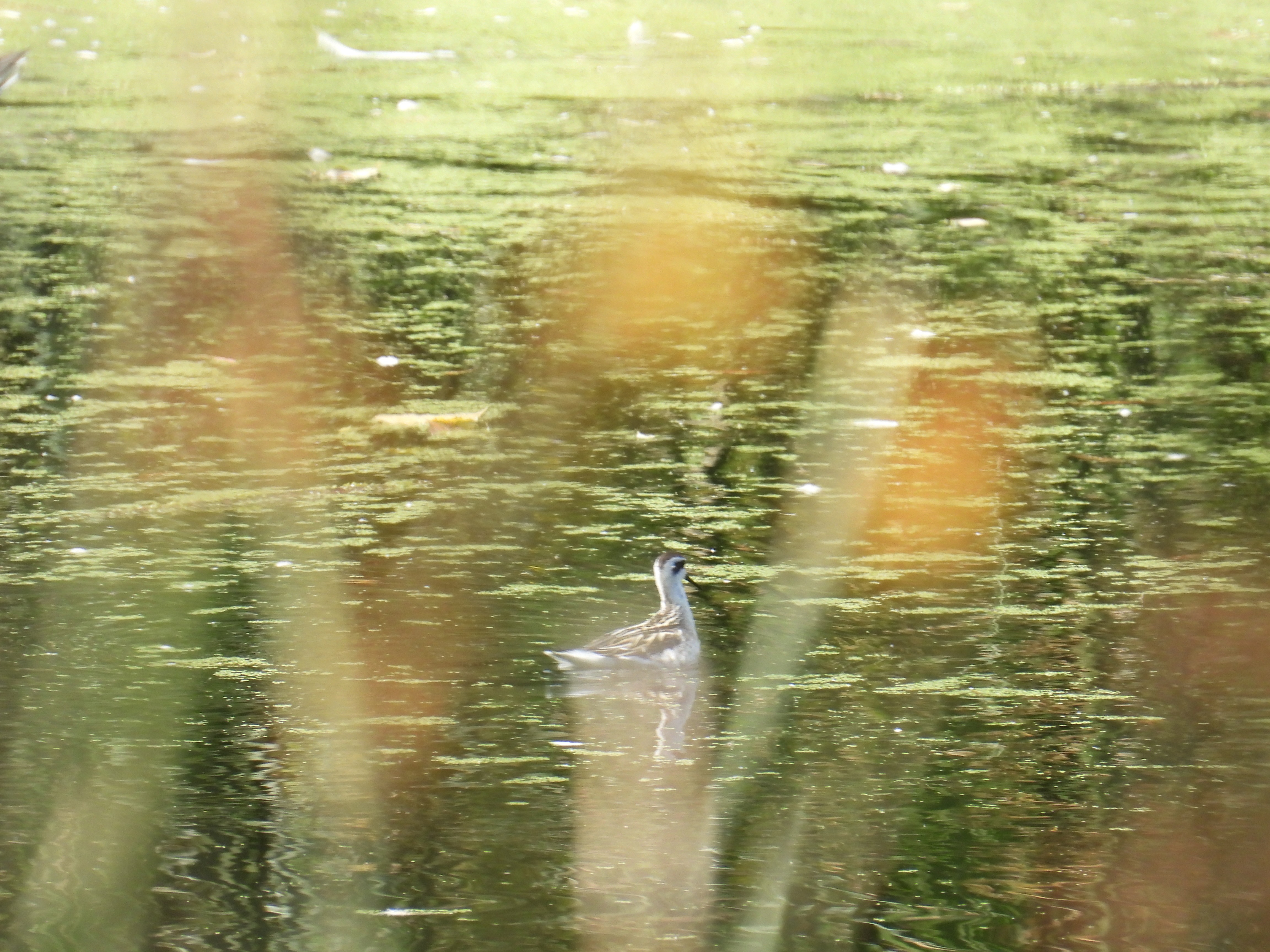 red-necked phalarope