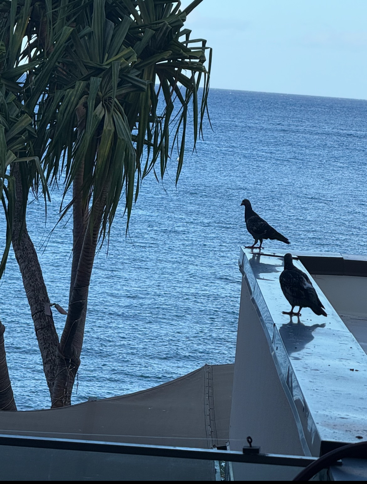 rock doves