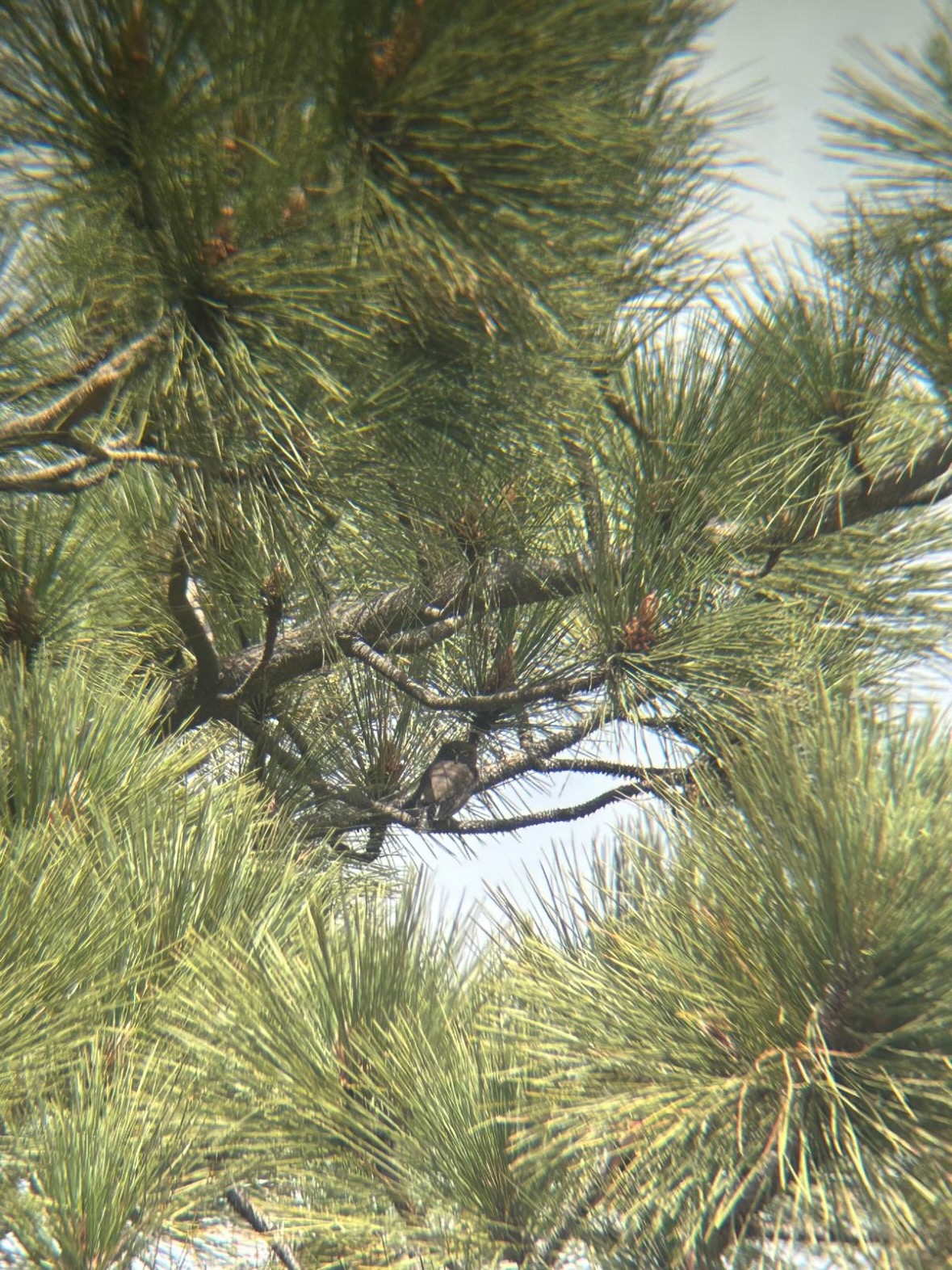 pygmy owl