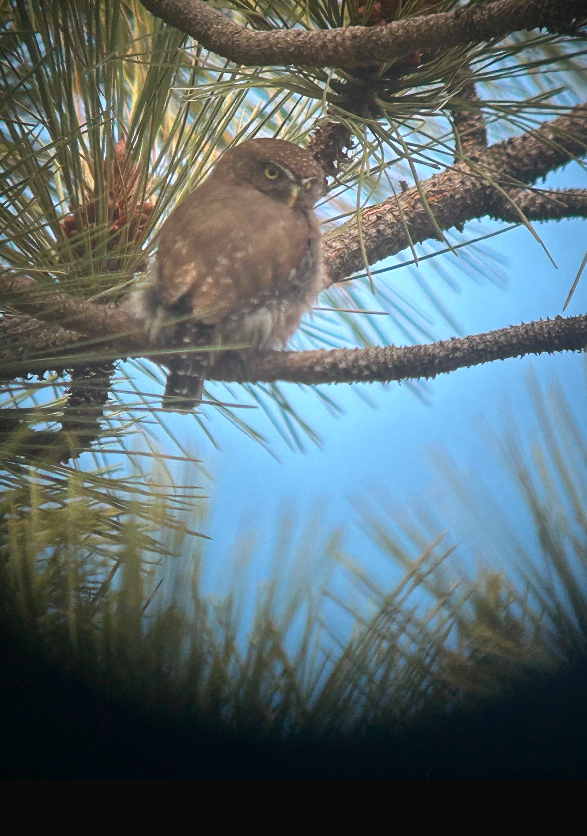 pygmy owl