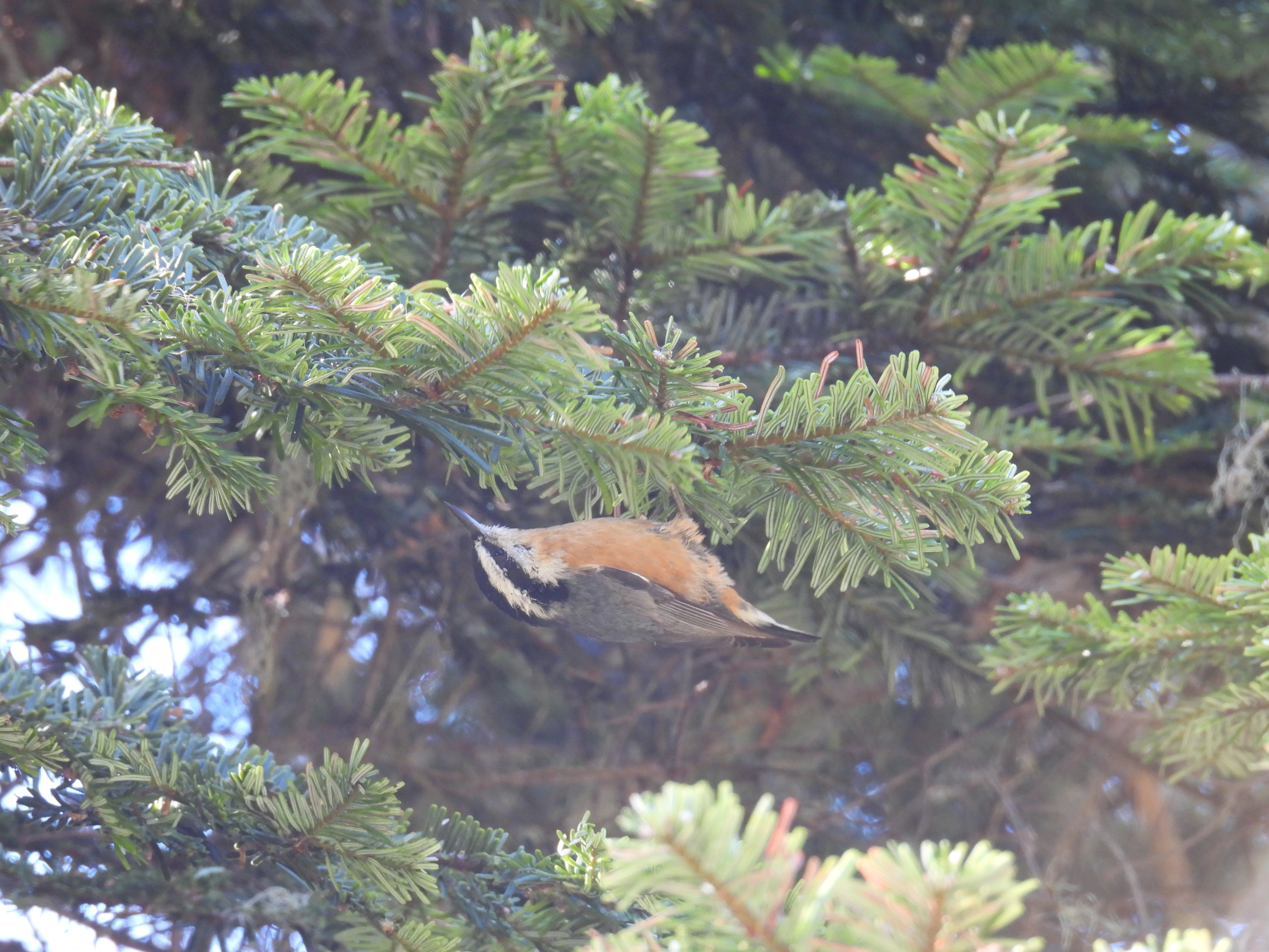 red-breasted nuthatch