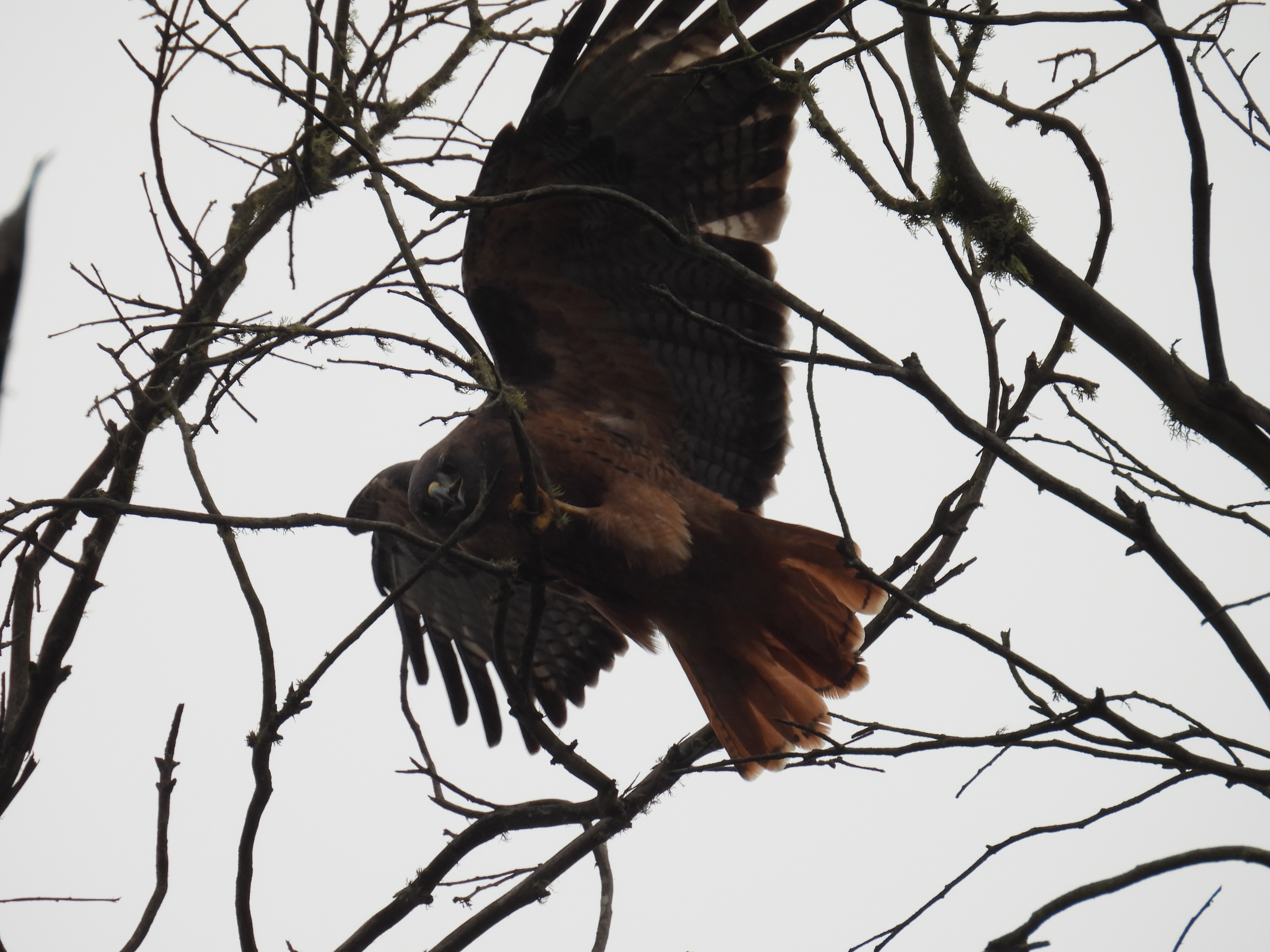 red-tailed hawk