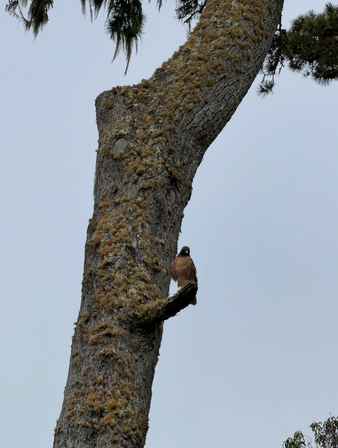 red-tailed hawk