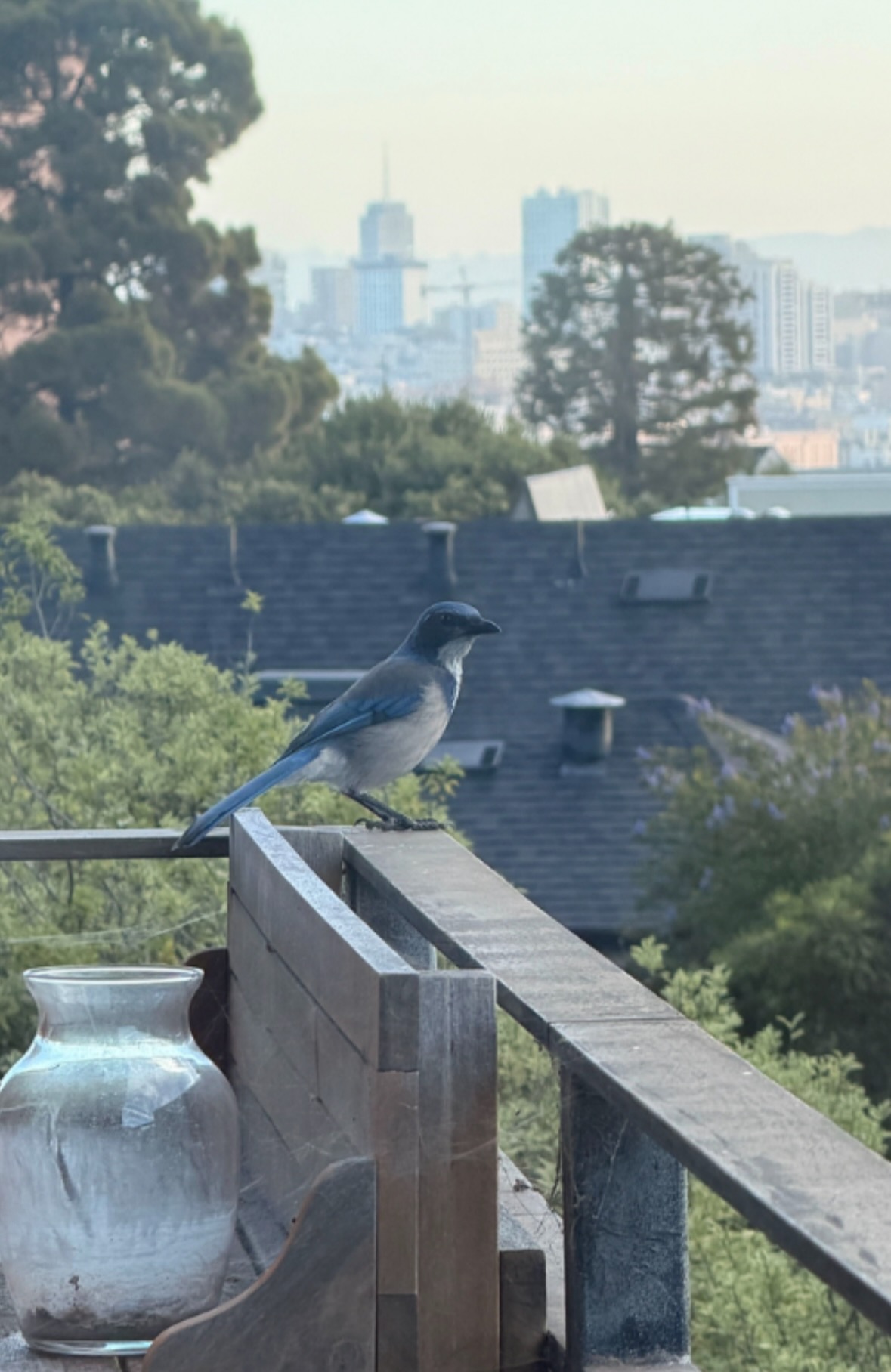 scrub jay