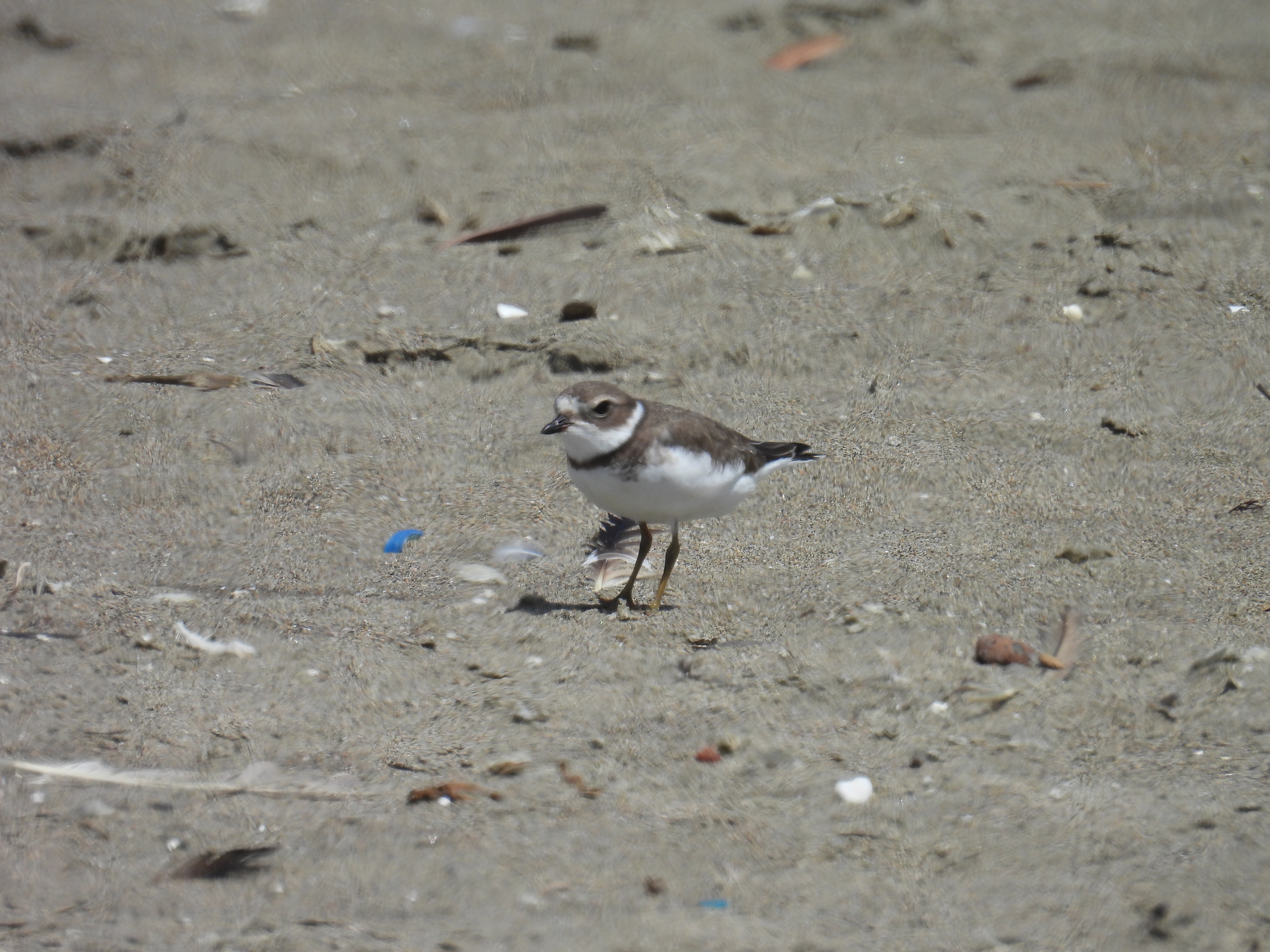 semiplated plover