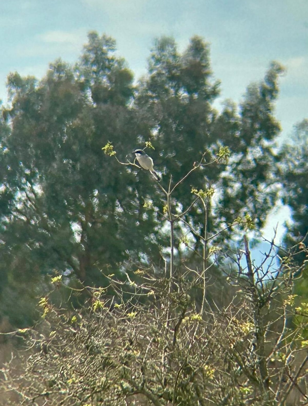 loggerhead shrike