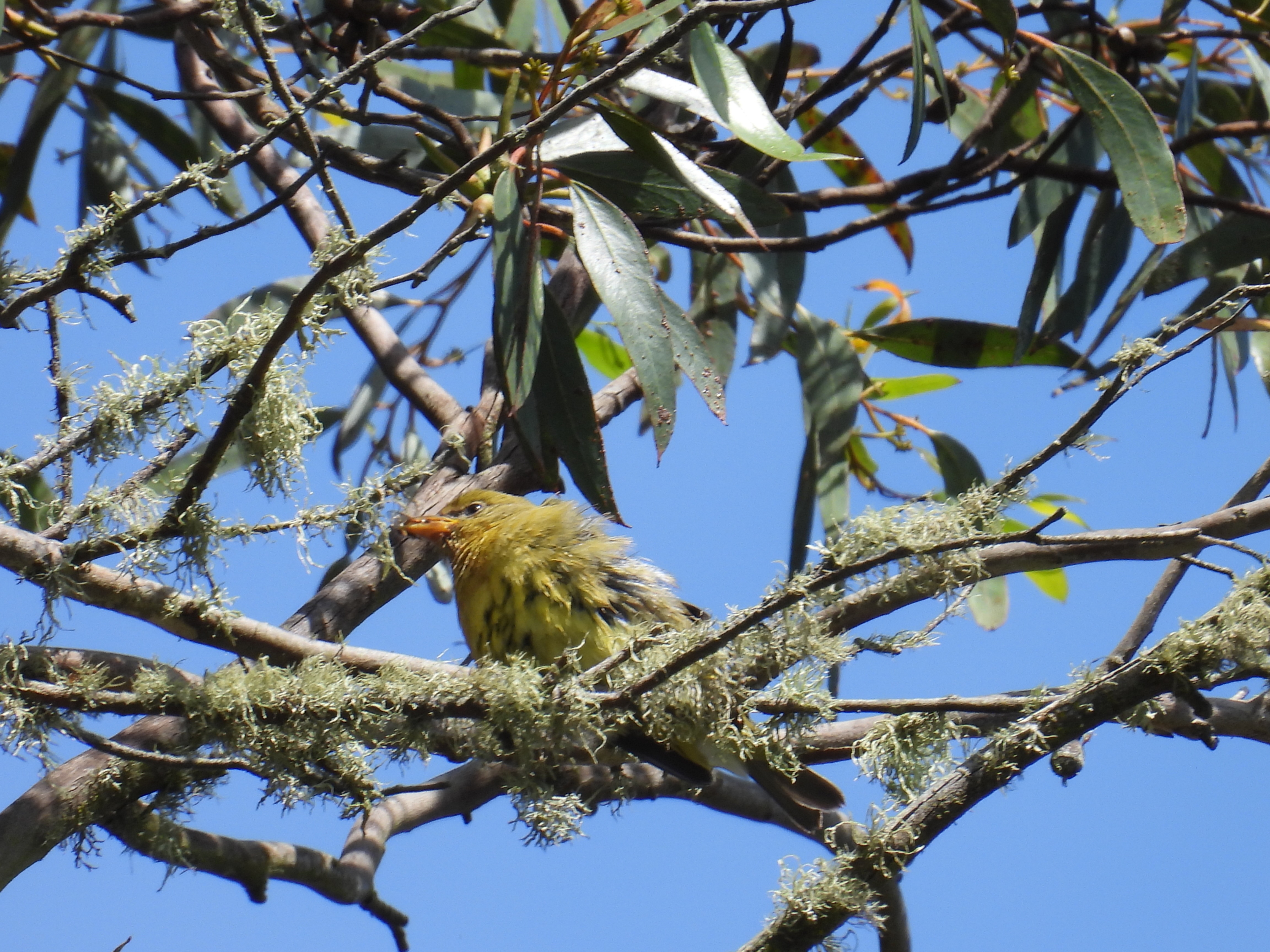 western tanager