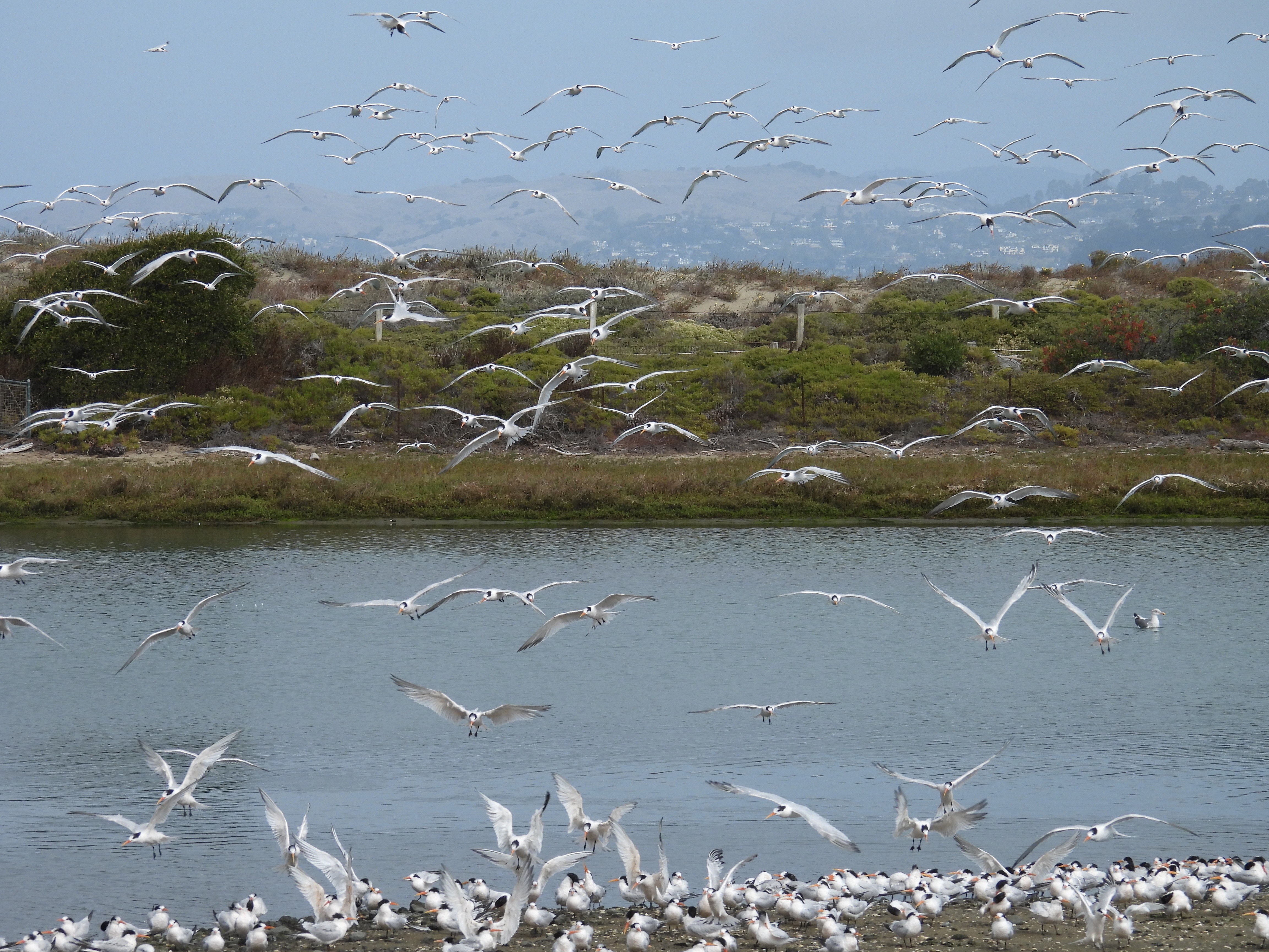 elegant terns
