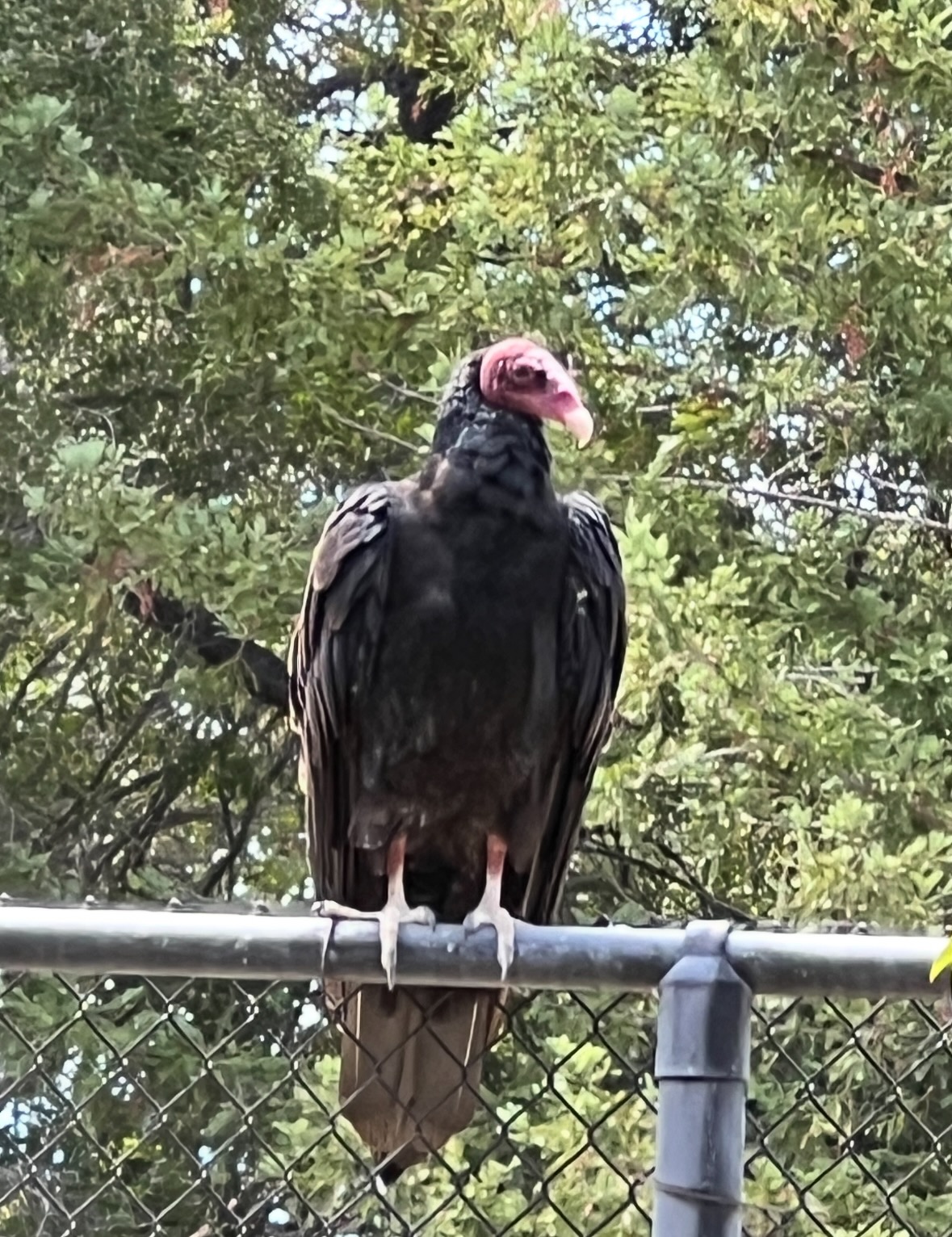 turkey vulture