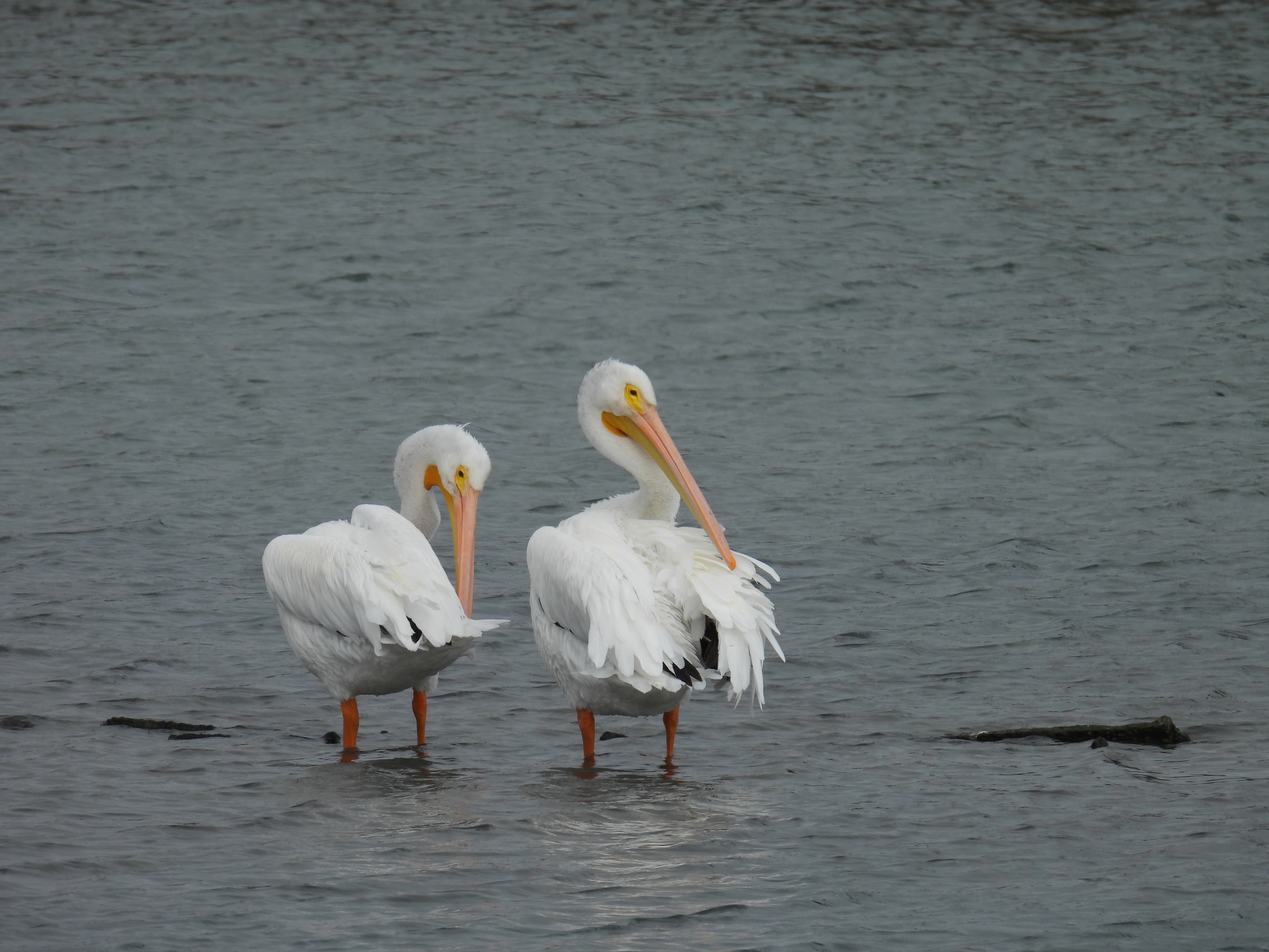 white pelican