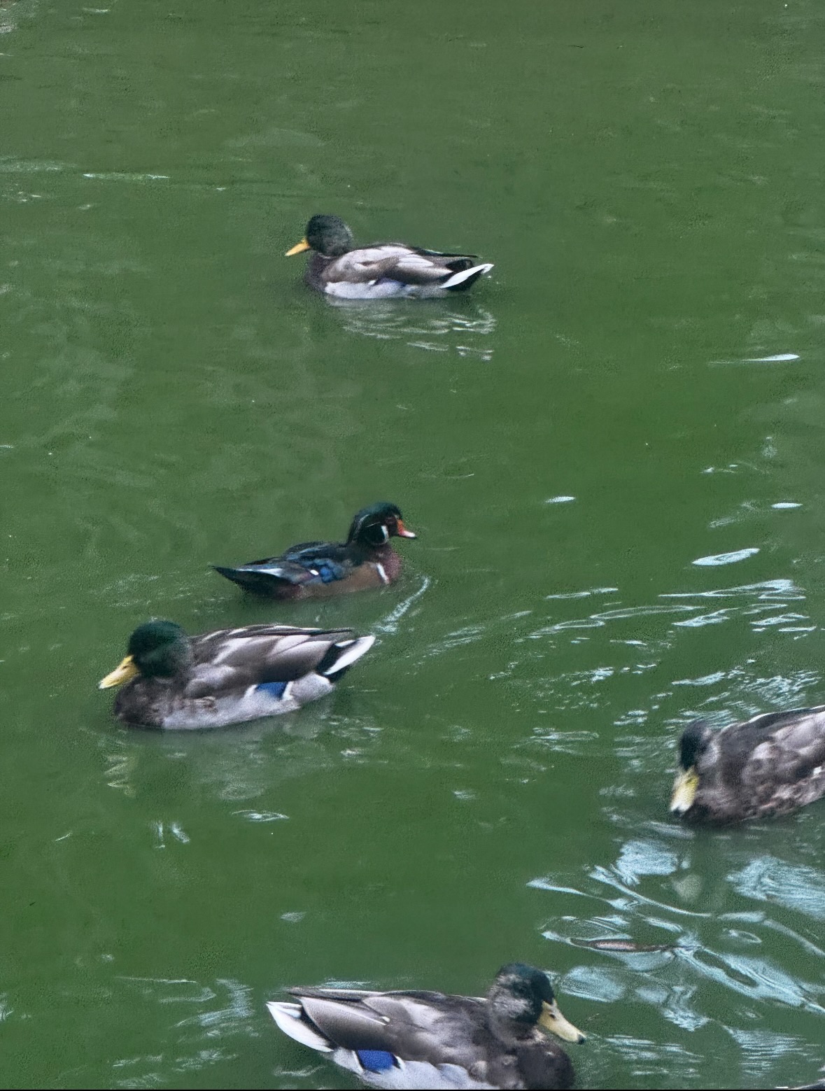 wood duck and mallards