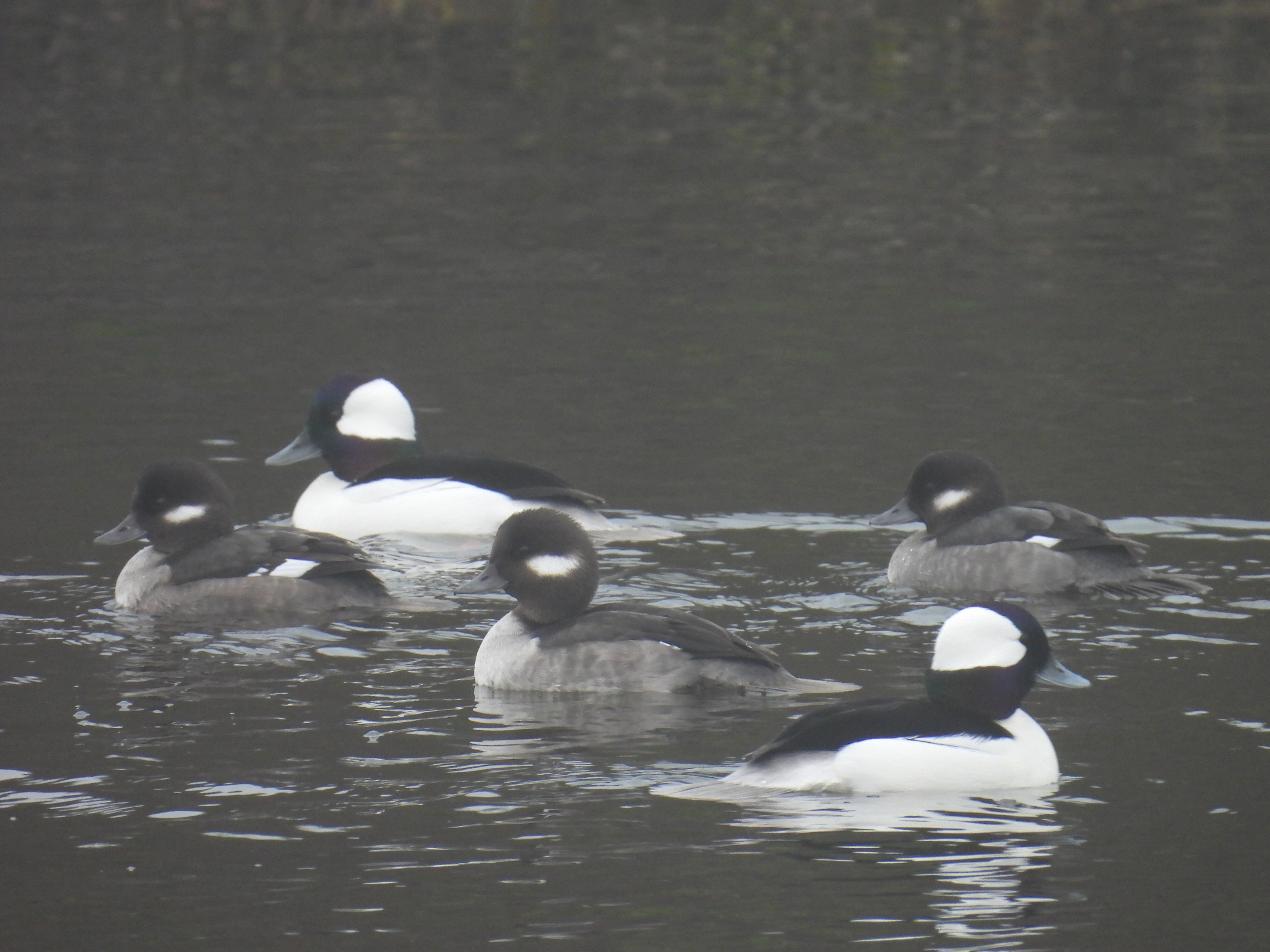 buffleheads