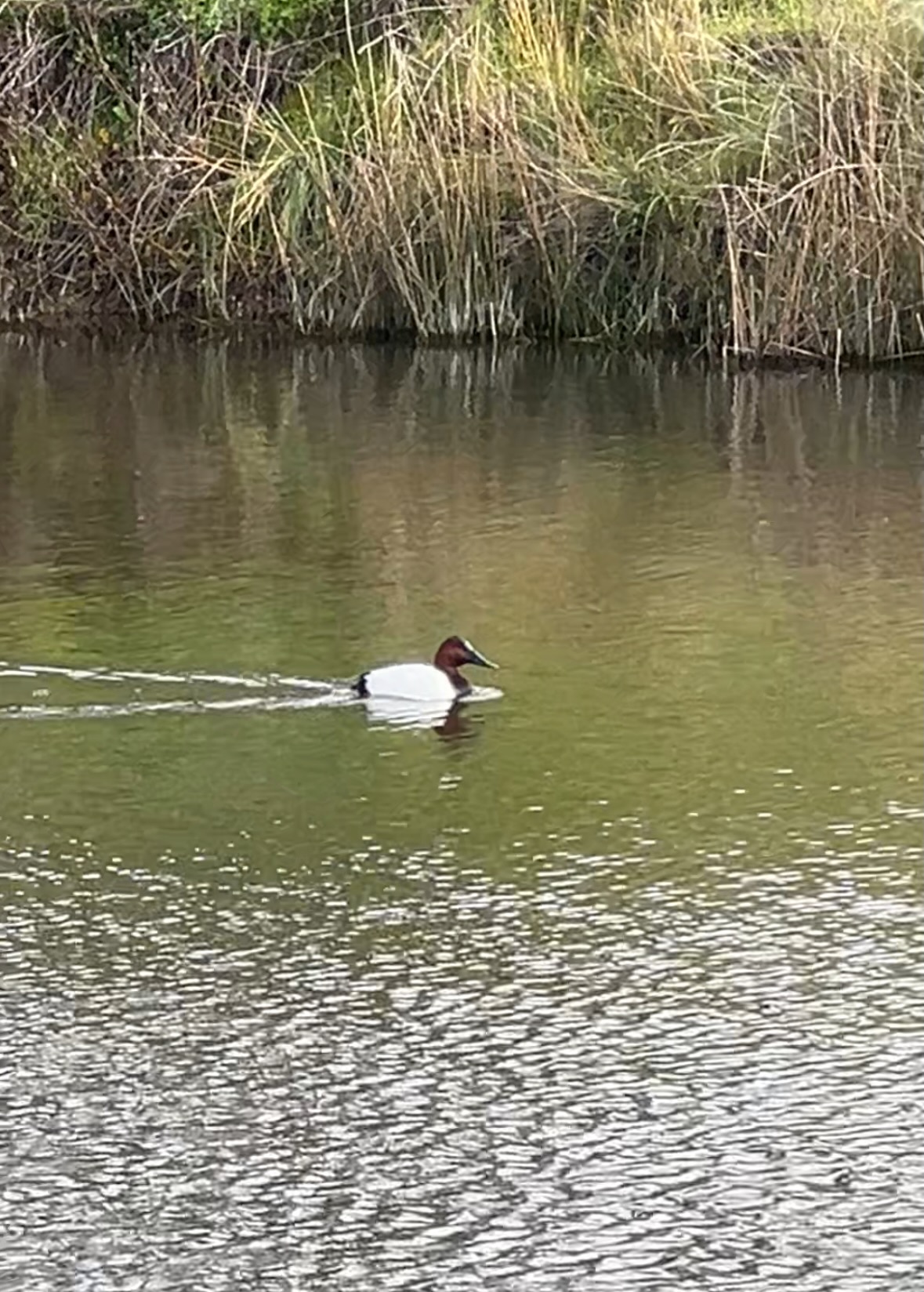 canvasback