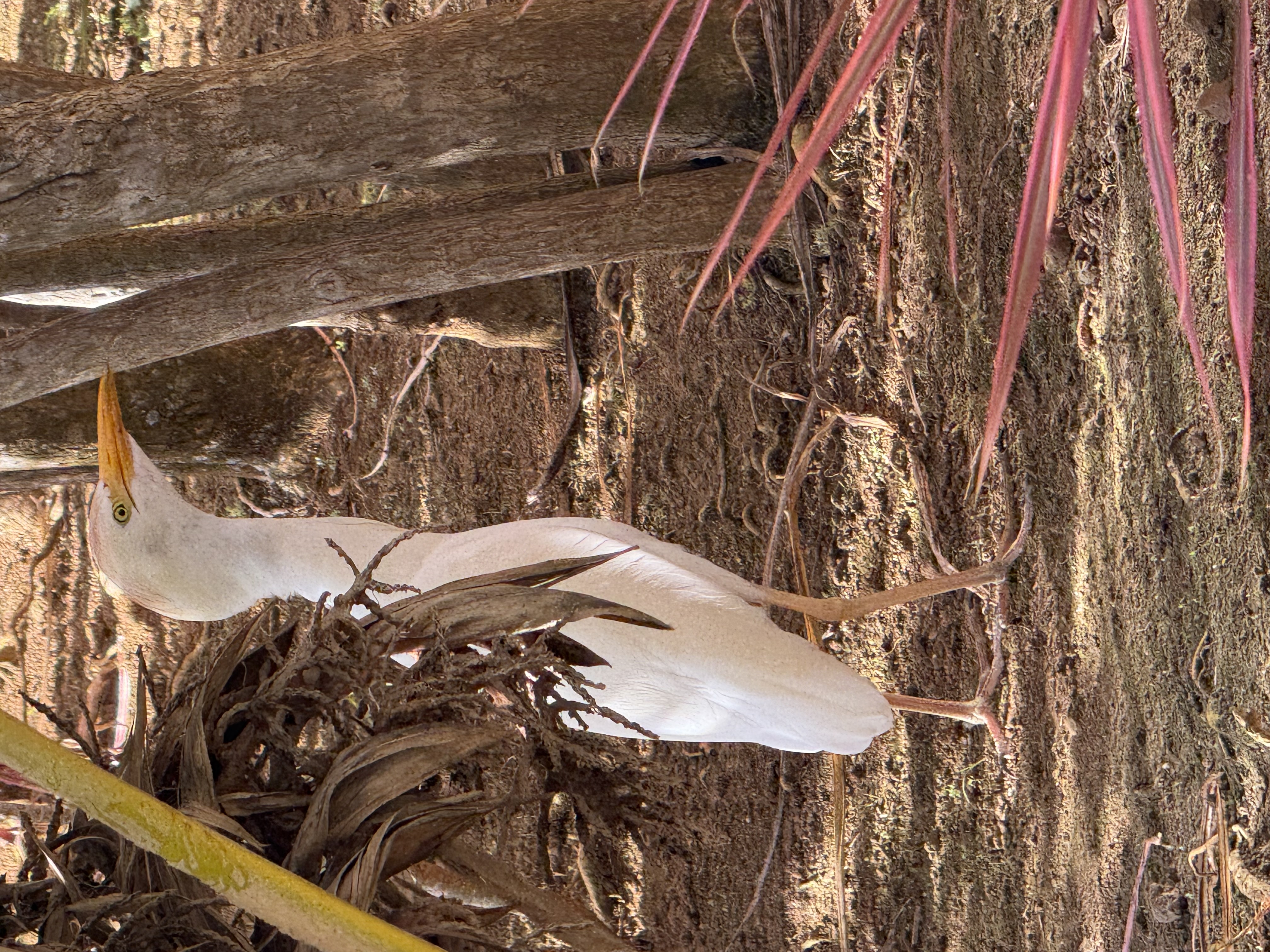cattle egret