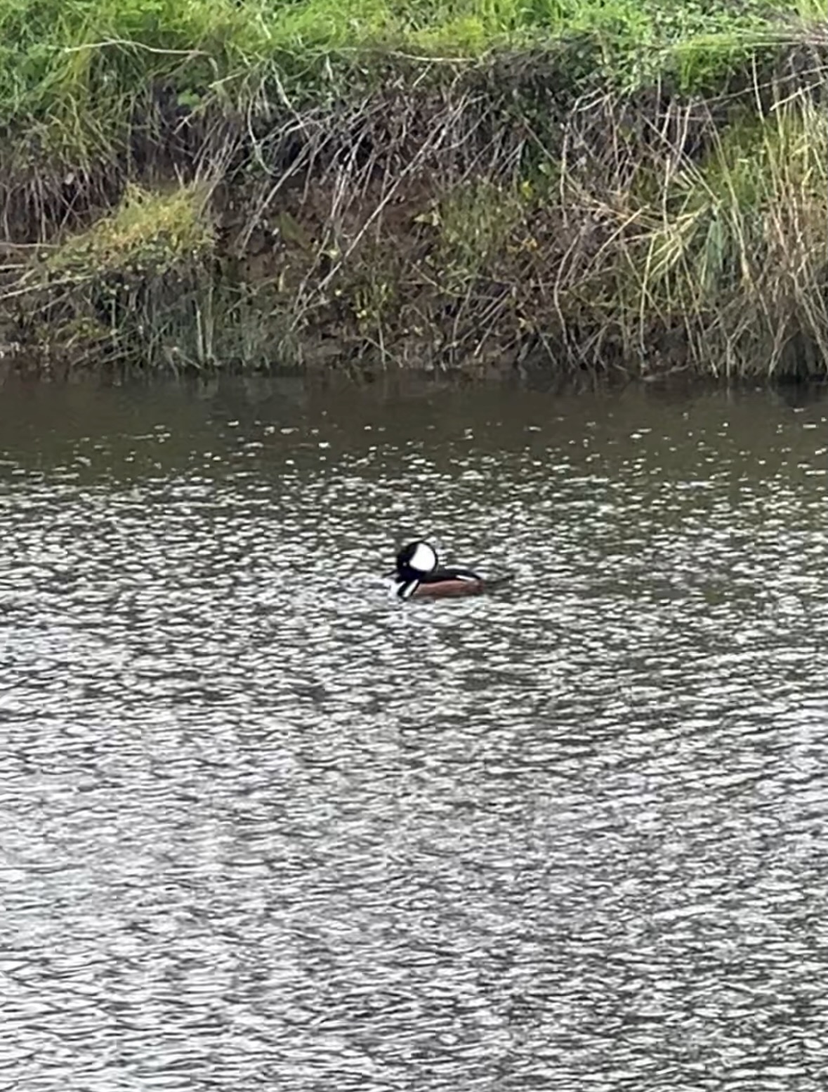 hooded merganser