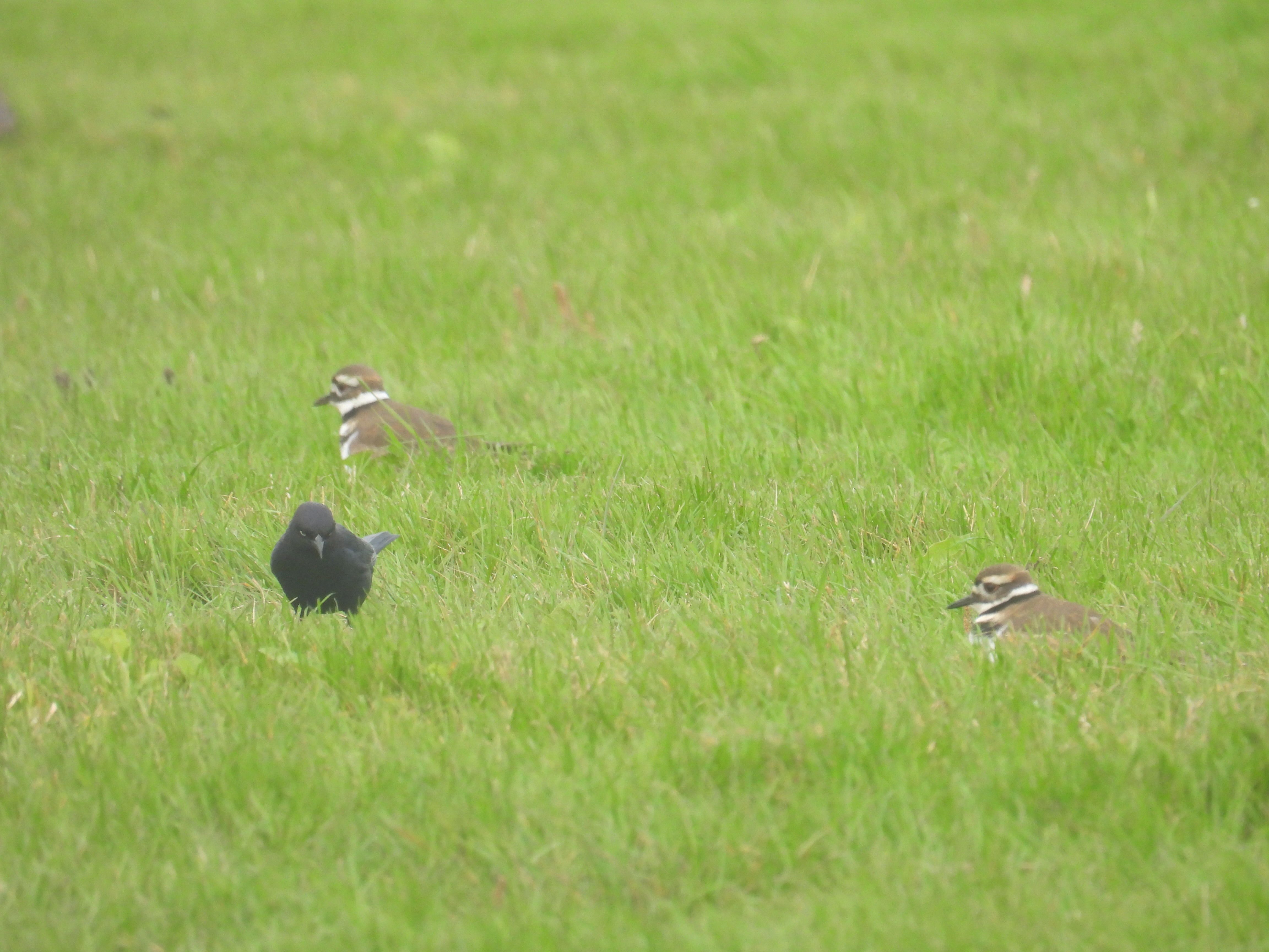 killdeer