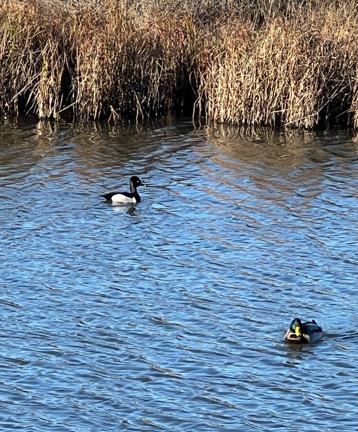 ring-necked duck