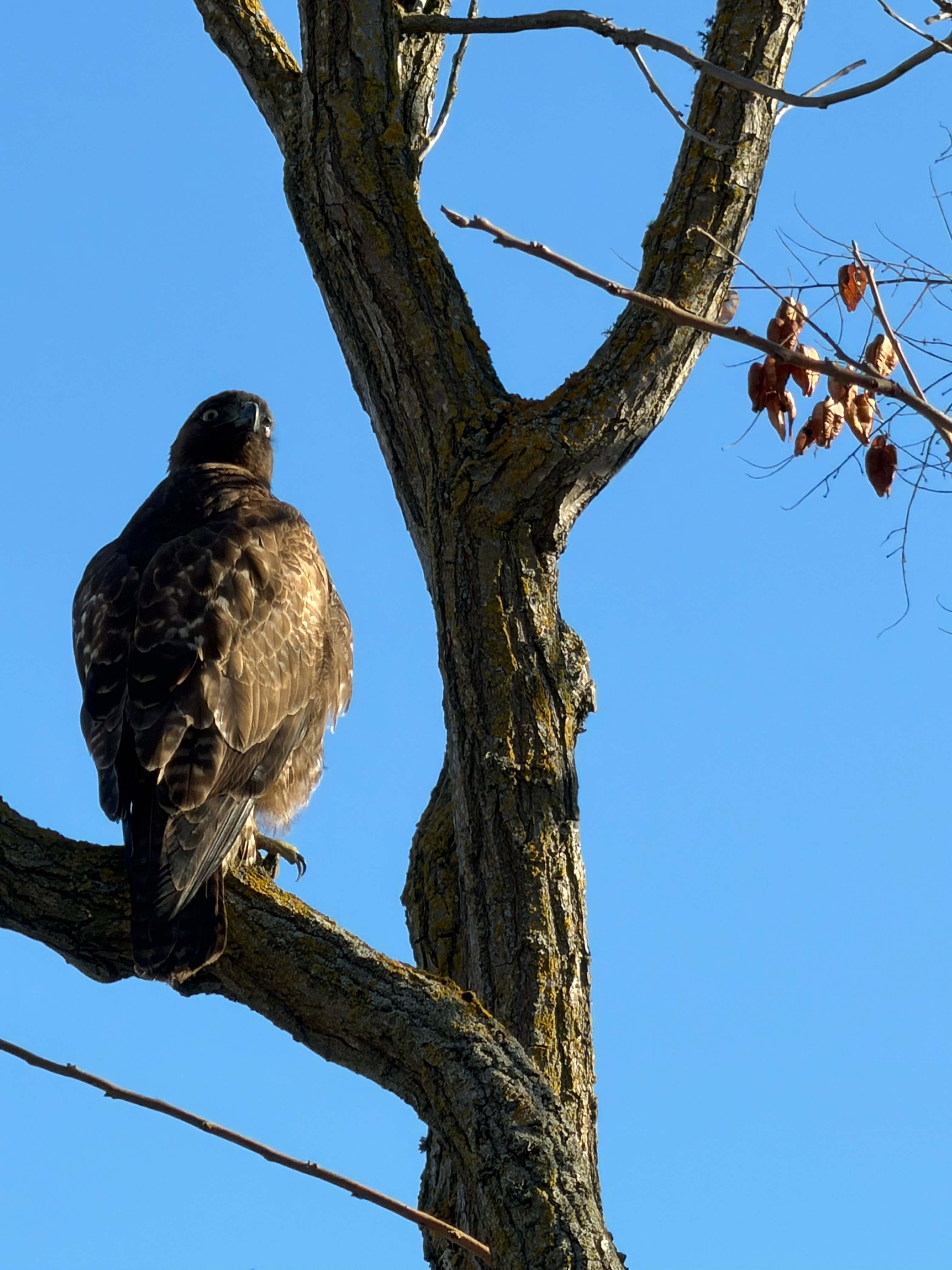 red-tailed hawk