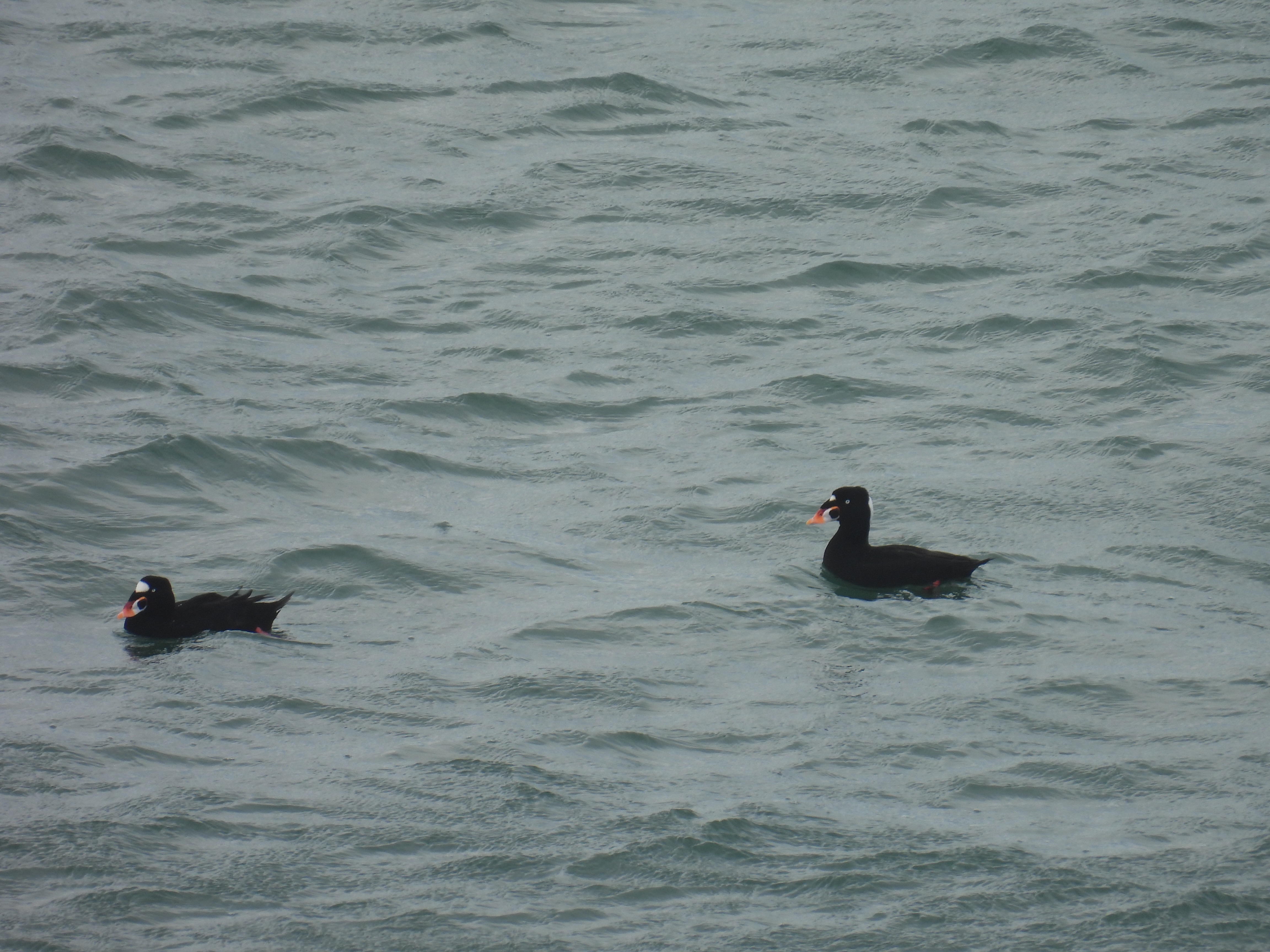 surf scoters
